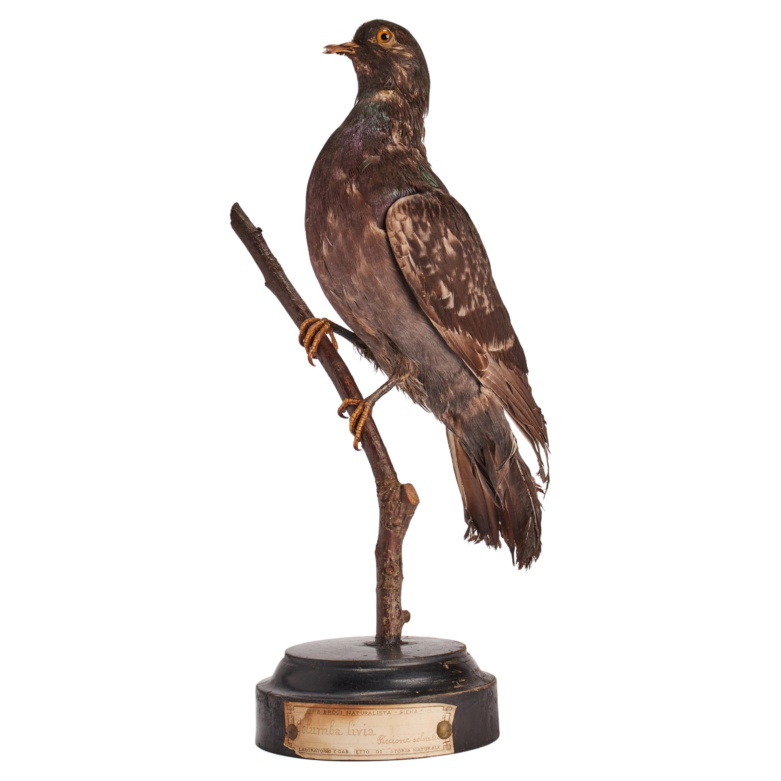 Oiseau touffeté pour armoire d'histoire naturelle : un Pigeon, Italie 1880.  en vente