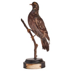 Antique Stuffed bird for natural history cabinet: a Pigeon, Italy 1880. 