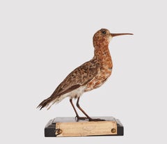 Stuffed bird for natural history cabinet, a Sandpiper, Siena, Italy 1880.