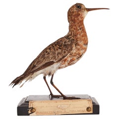 Stuffed bird for natural history cabinet, a Sandpiper, Siena, Italy 1880.
