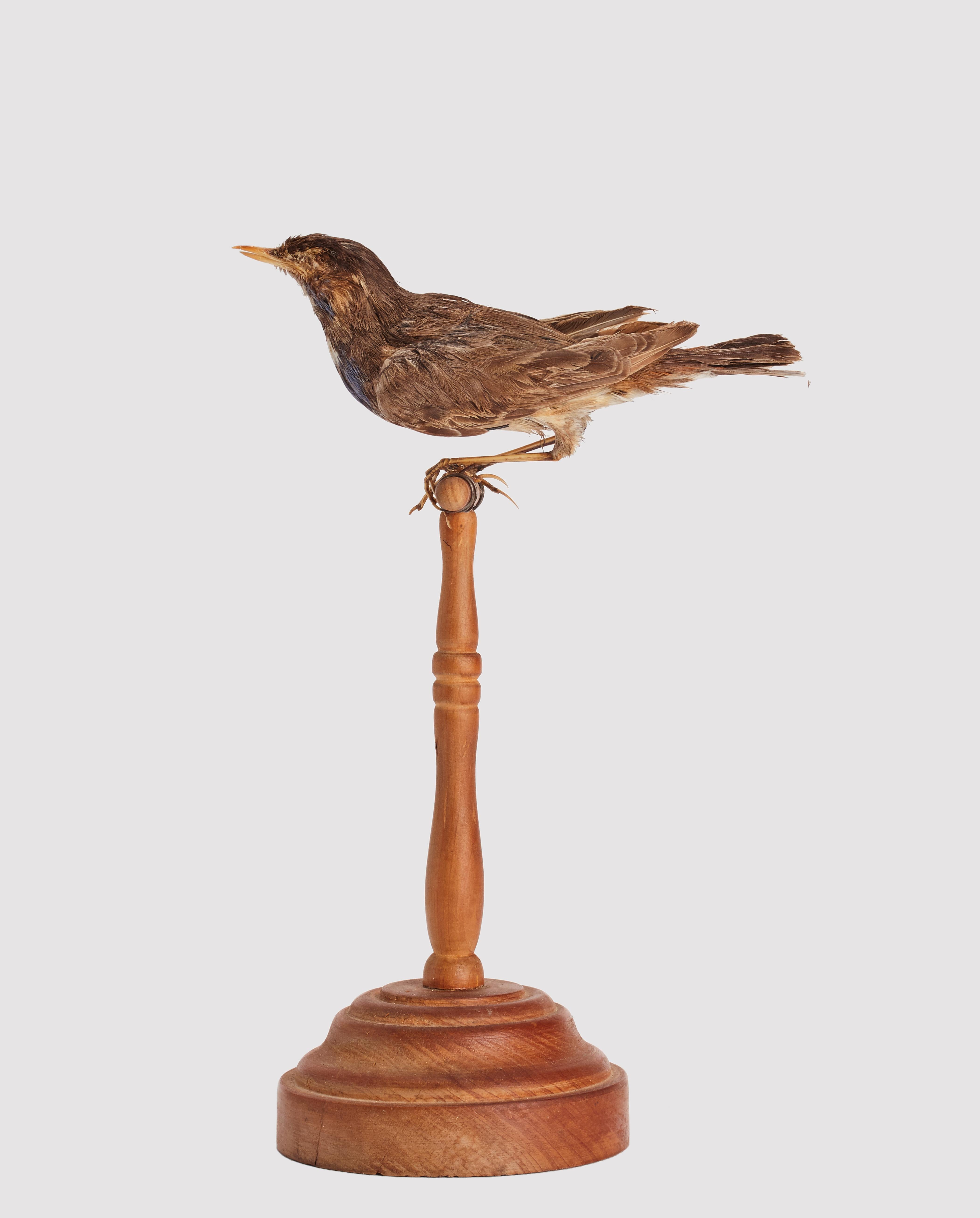 Natural specimen from Wunderkammer Stuffed bird thrush song (Turdus philomelos) mounted on a wooden base with cartouche Specimen for laboratory and Natural history cabinet. S. Brogi Naturalista. Siena, Italy circa 1880.