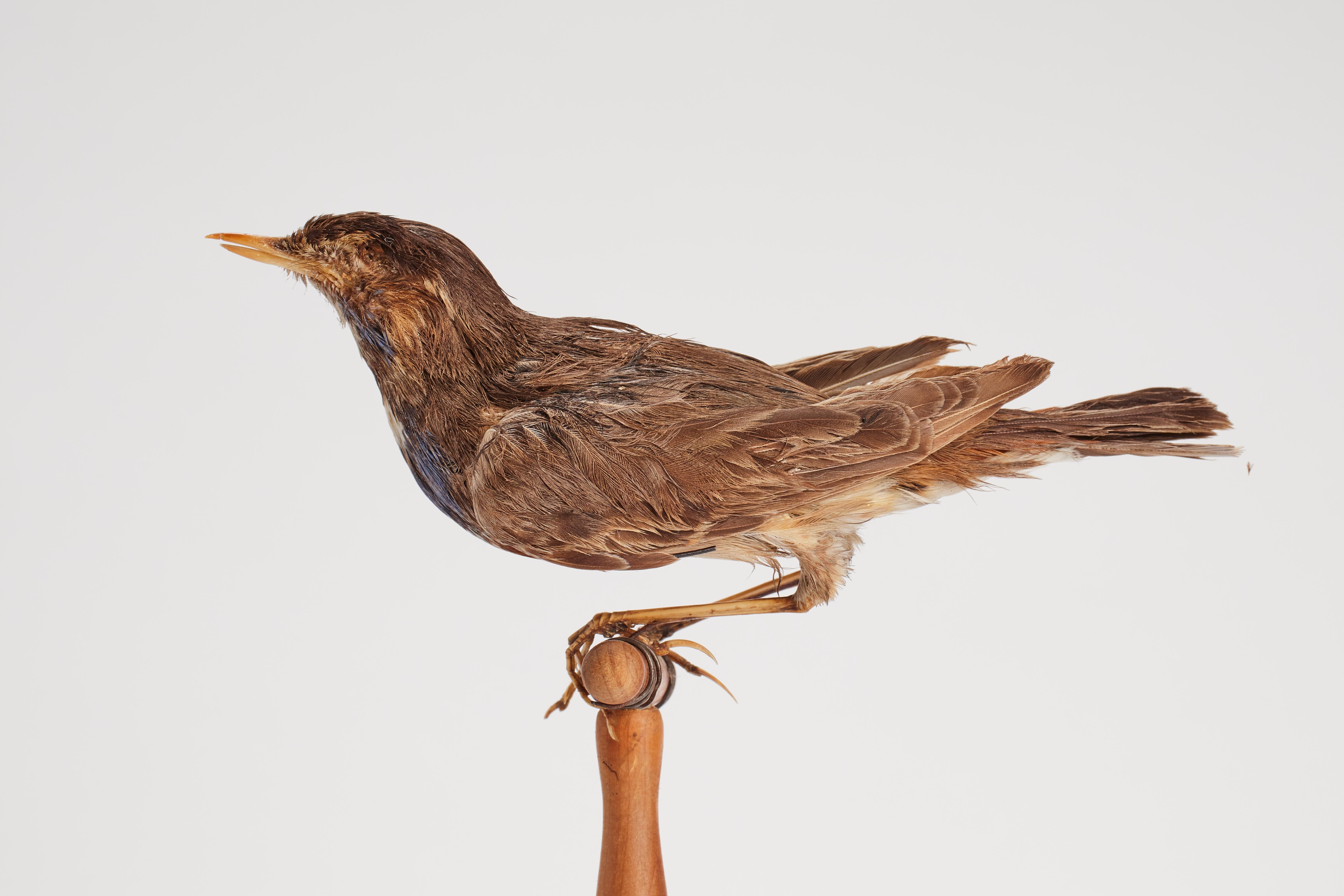 Italian Stuffed bird for natural history cabinet, a trush song, Italy 1880.  For Sale