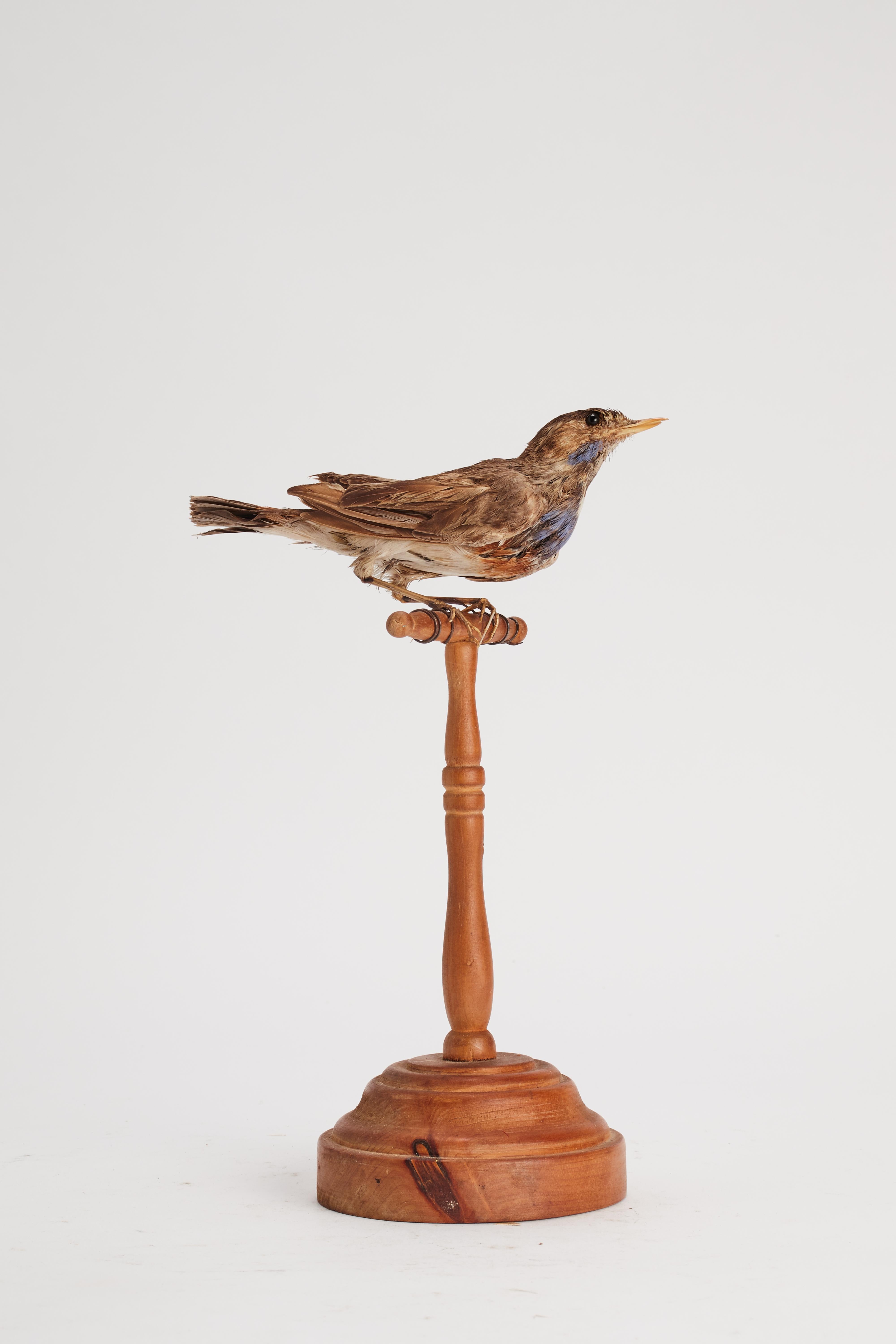 Stuffed bird for natural history cabinet, a trush song, Italy 1880.  In Good Condition For Sale In Milan, IT