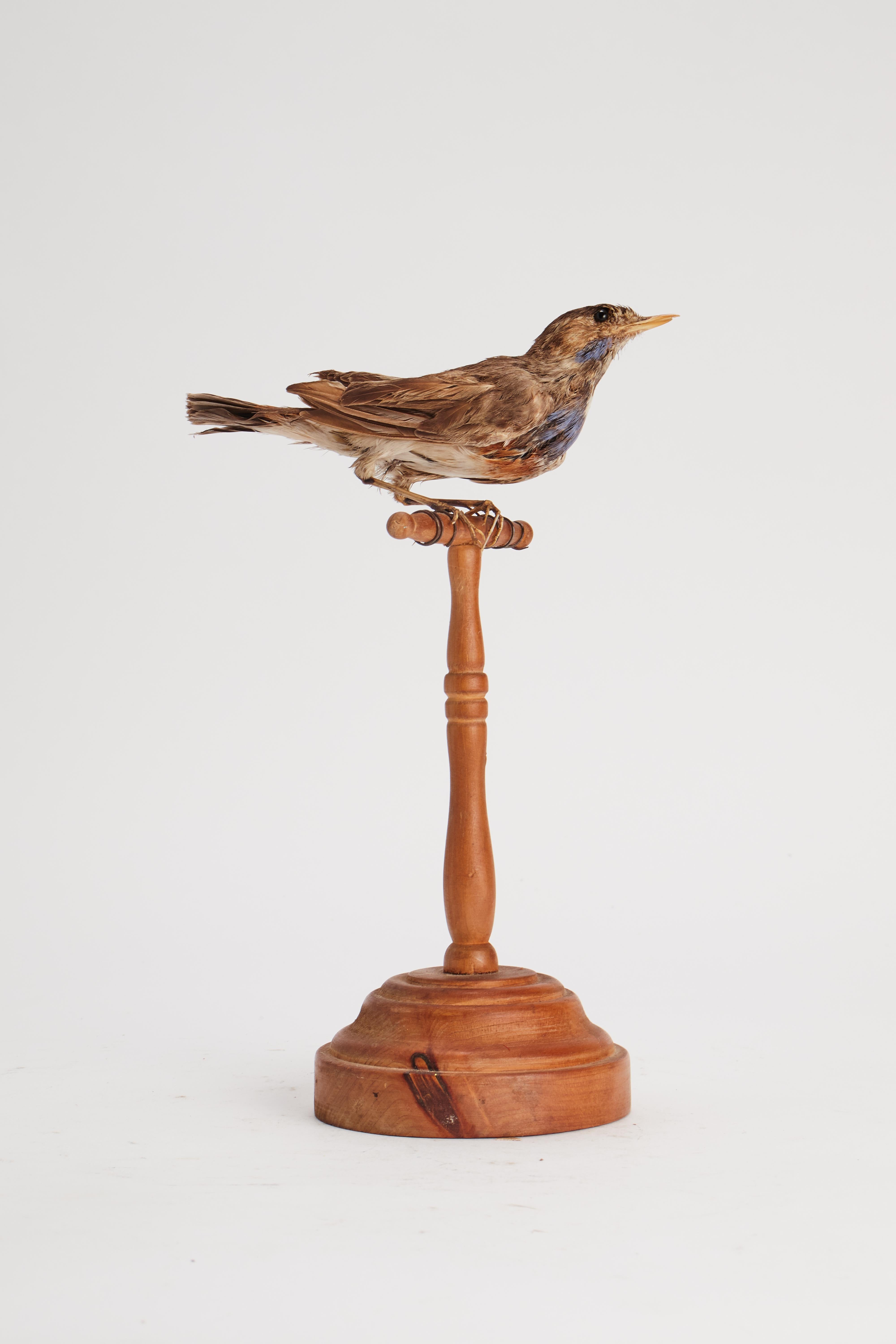 19th Century Stuffed bird for natural history cabinet, a trush song, Italy 1880.  For Sale