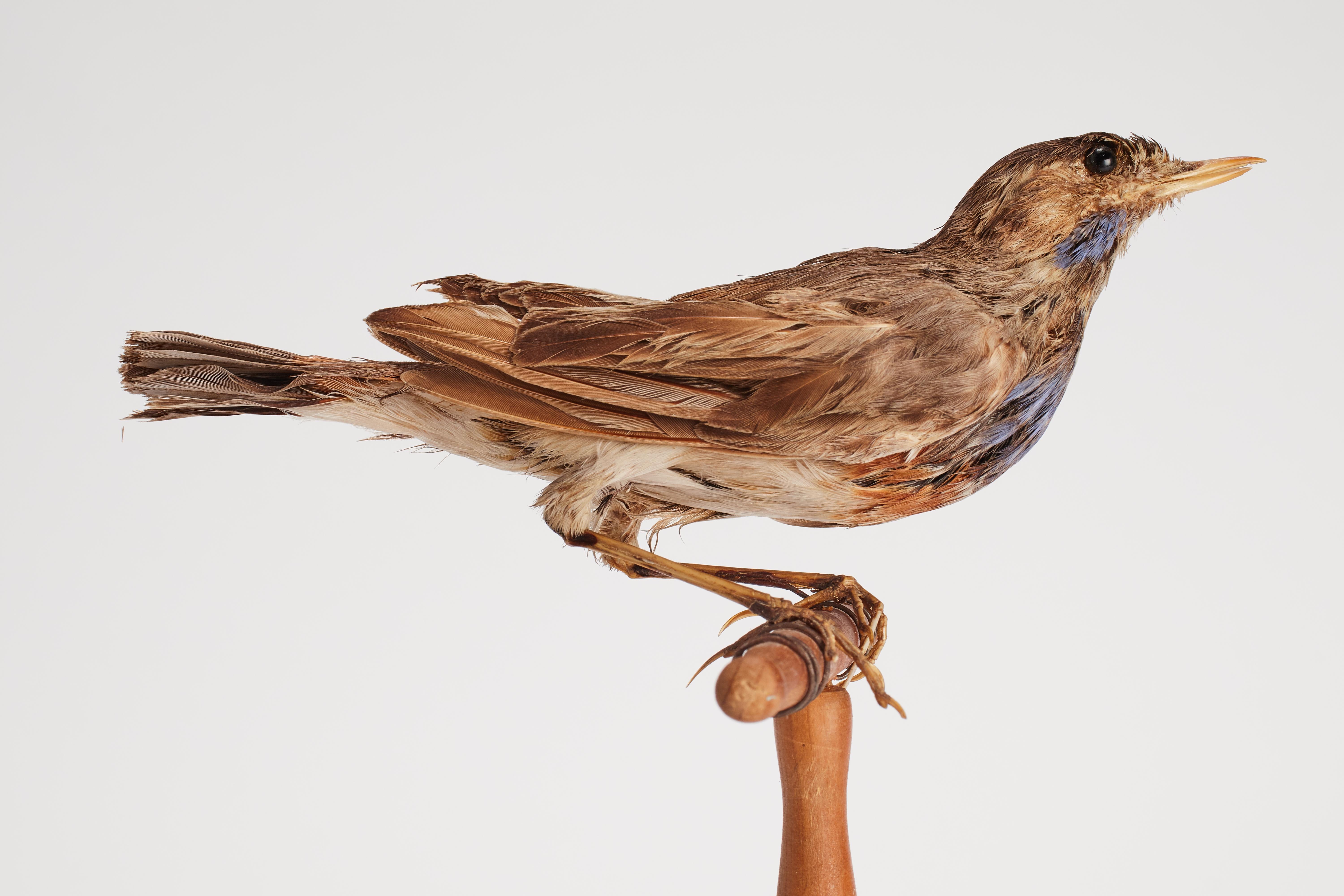 Wood Stuffed bird for natural history cabinet, a trush song, Italy 1880.  For Sale