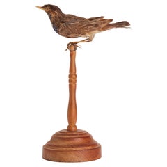 Antique Stuffed bird for natural history cabinet, a trush song, Italy 1880. 