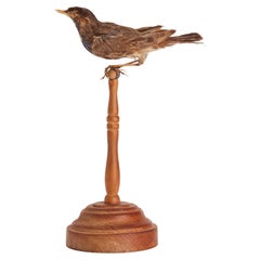Pájaro de peluche para gabinete de historia natural, un canto de zorzal, Italia 1880.