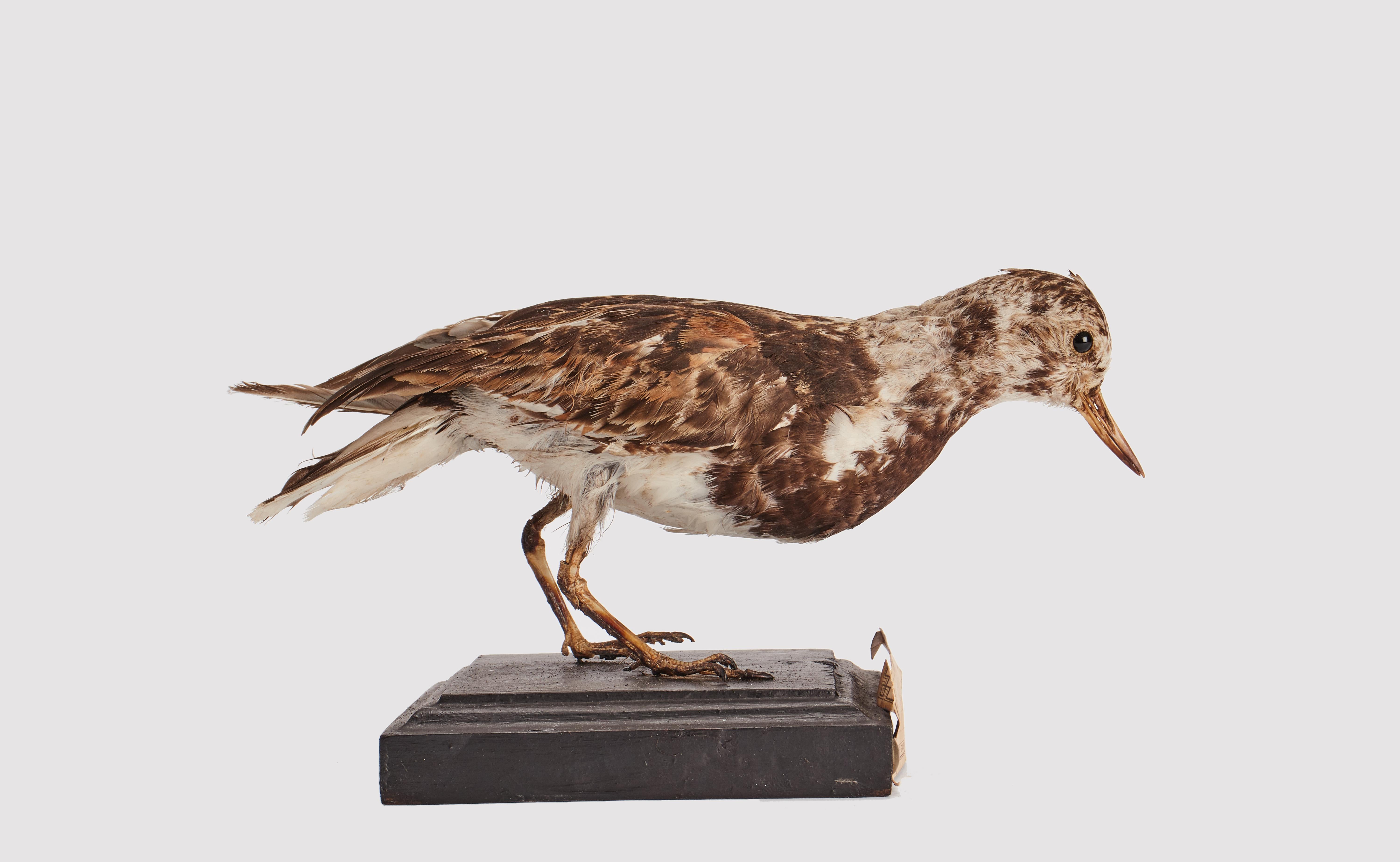 Natural specimen from Wunderkammer Stuffed bird (Arenaria Interpres) Turnstone, mounted on a wooden base with cartouche Specimen for laboratory and Natural history cabinet. S. Brogi Naturalista. Siena, Italy circa 1880.