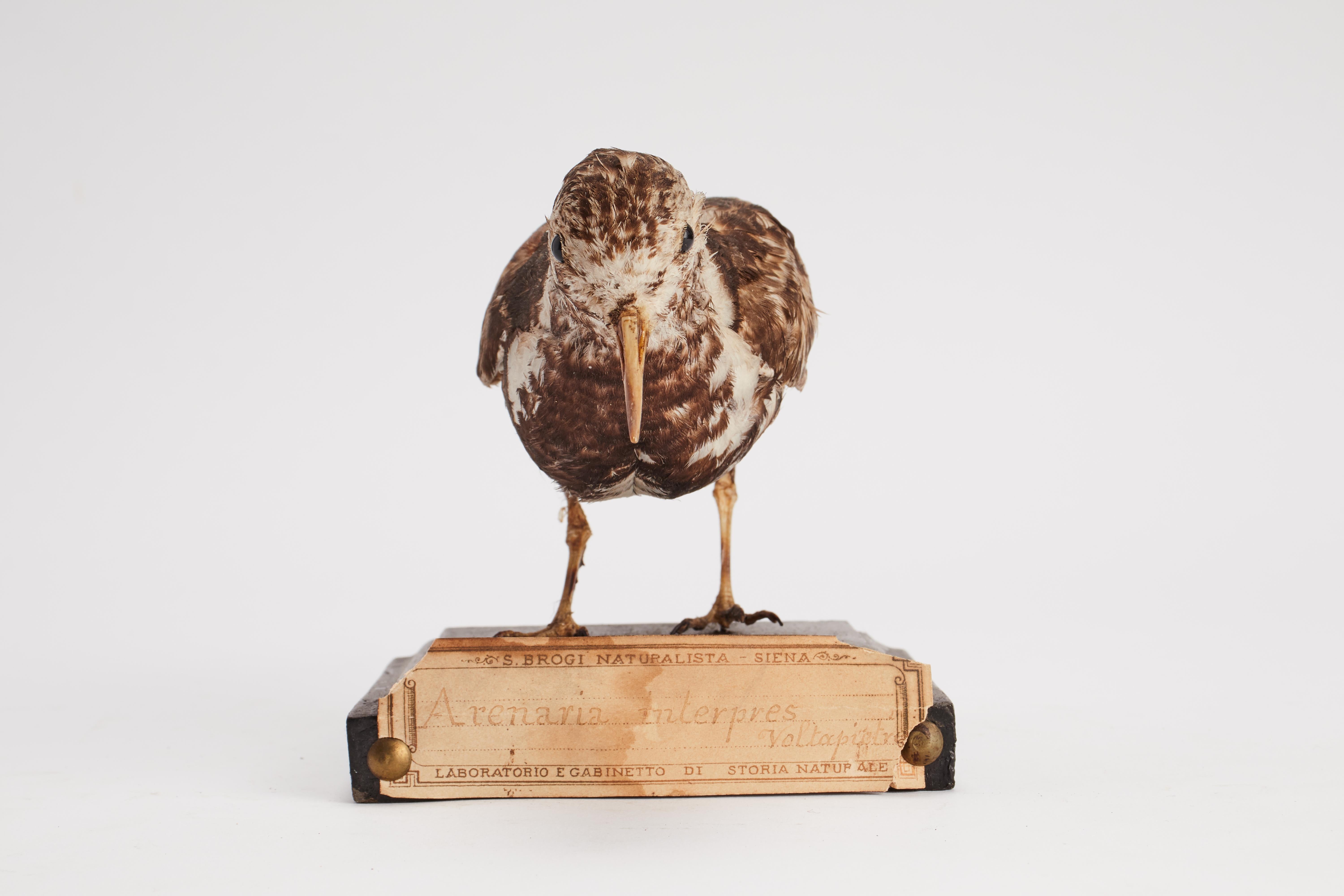 Italian Stuffed bird for natural history cabinet, a turnstone Italy 1880.  For Sale