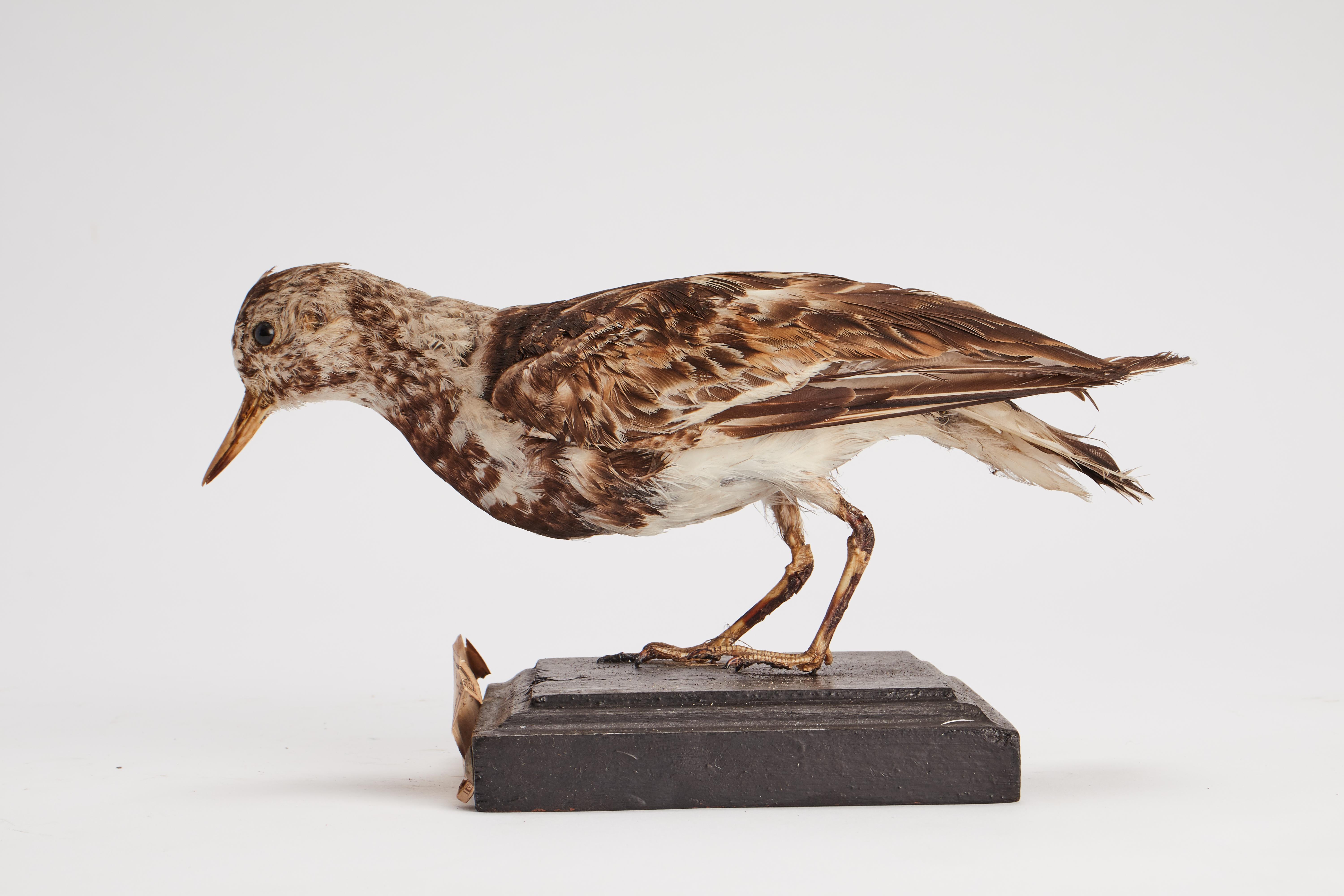 Stuffed bird for natural history cabinet, a turnstone Italy 1880.  In Good Condition For Sale In Milan, IT