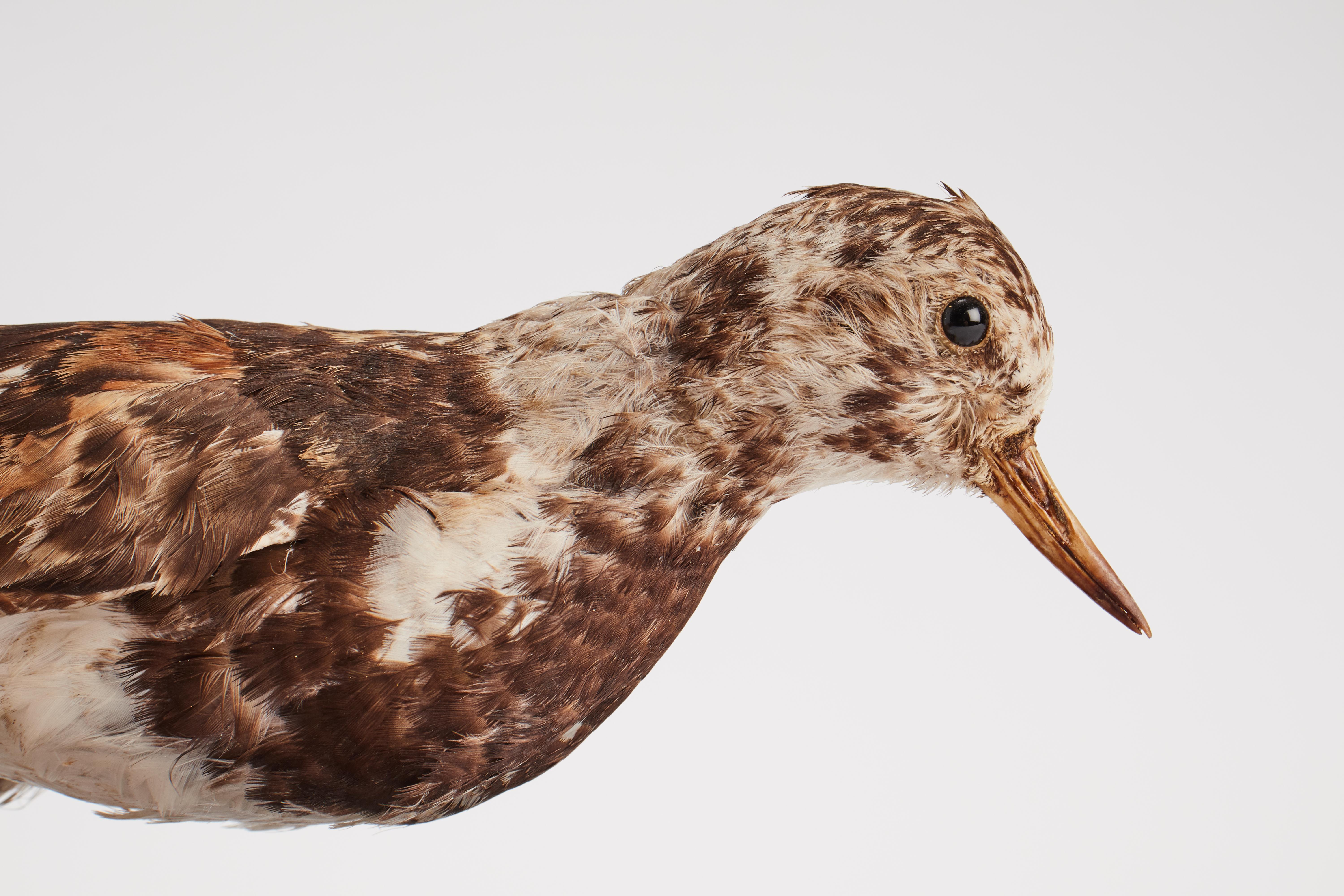 19th Century Stuffed bird for natural history cabinet, a turnstone Italy 1880.  For Sale
