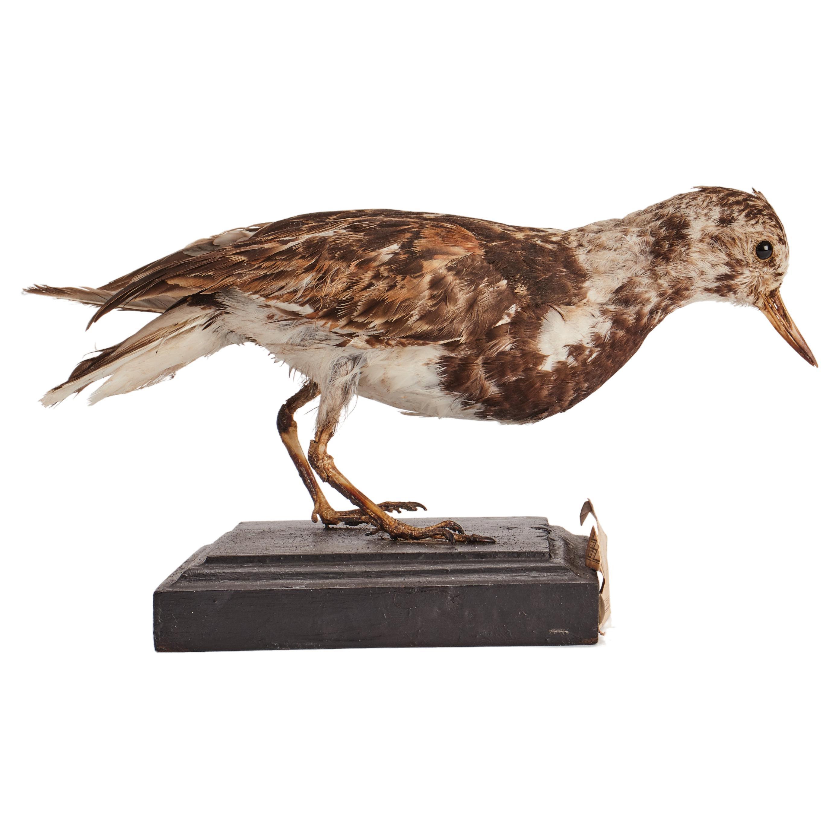 Stuffed bird for natural history cabinet, a turnstone Italy 1880.  For Sale