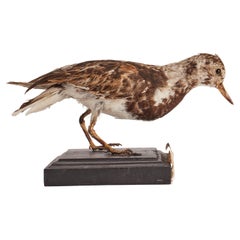 Oiseau empaillé pour cabinet d'histoire naturelle, une pierre tournante Italie 1880. 