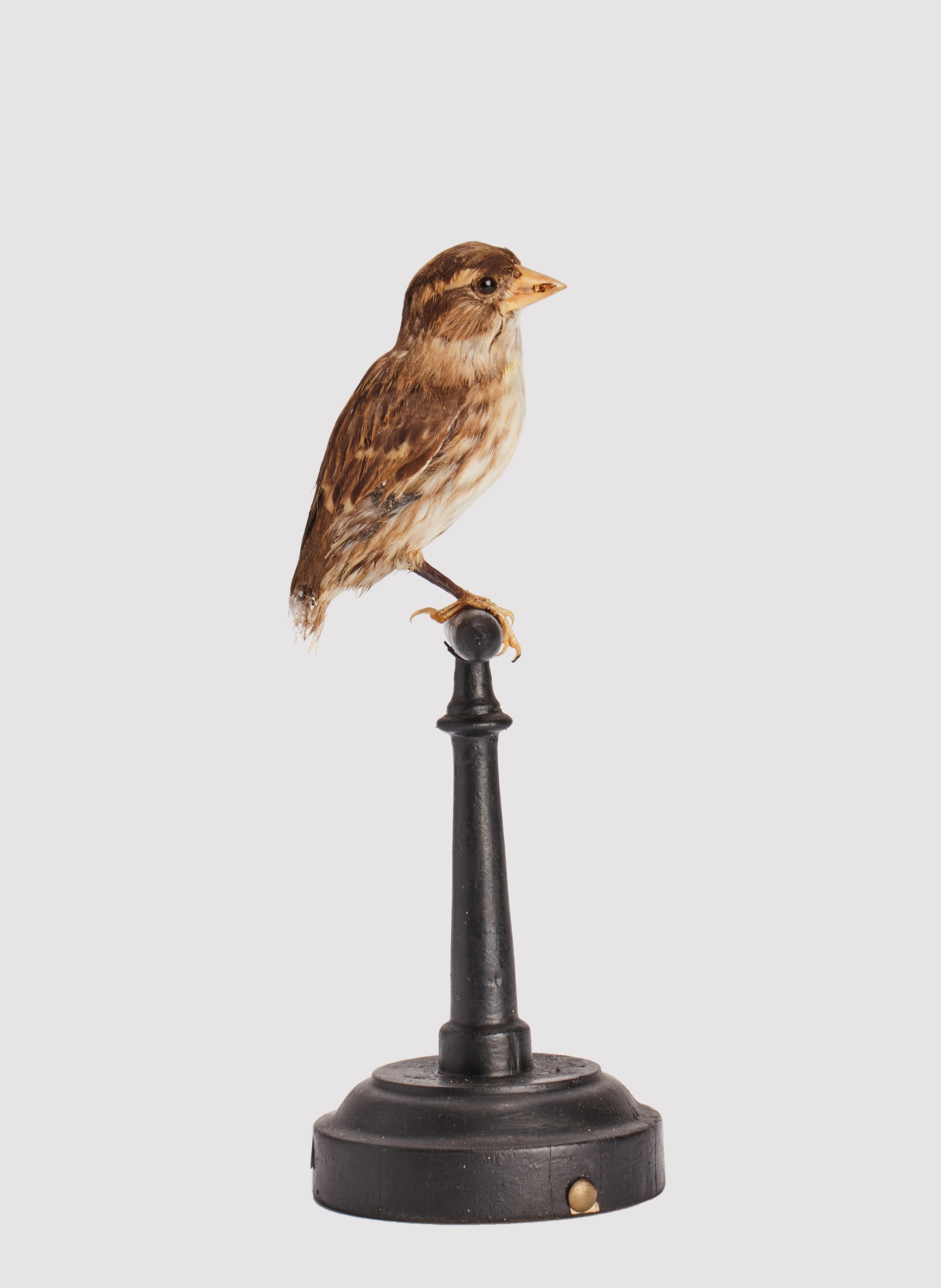 Natural specimen from Wunderkammer Stuffed bird (Passer domesticus) House sparrow on a wooden base with cartouche Specimen for laboratory and Natural history cabinet. S. Brogi Naturalista. Siena, Italy circa 1880.