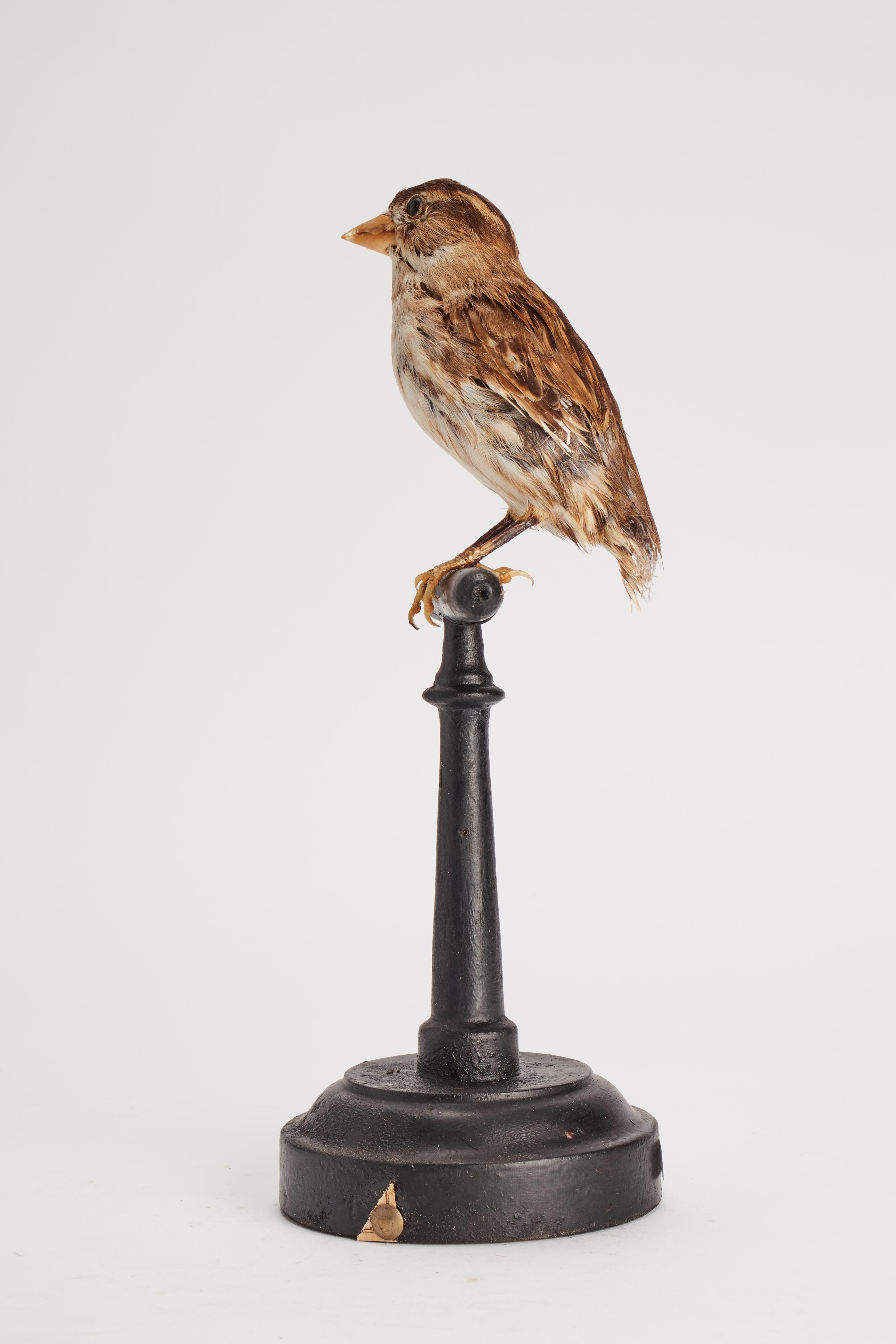 Italian Stuffed bird for natural history cabinet, an house sparrow, Italy 1880. For Sale