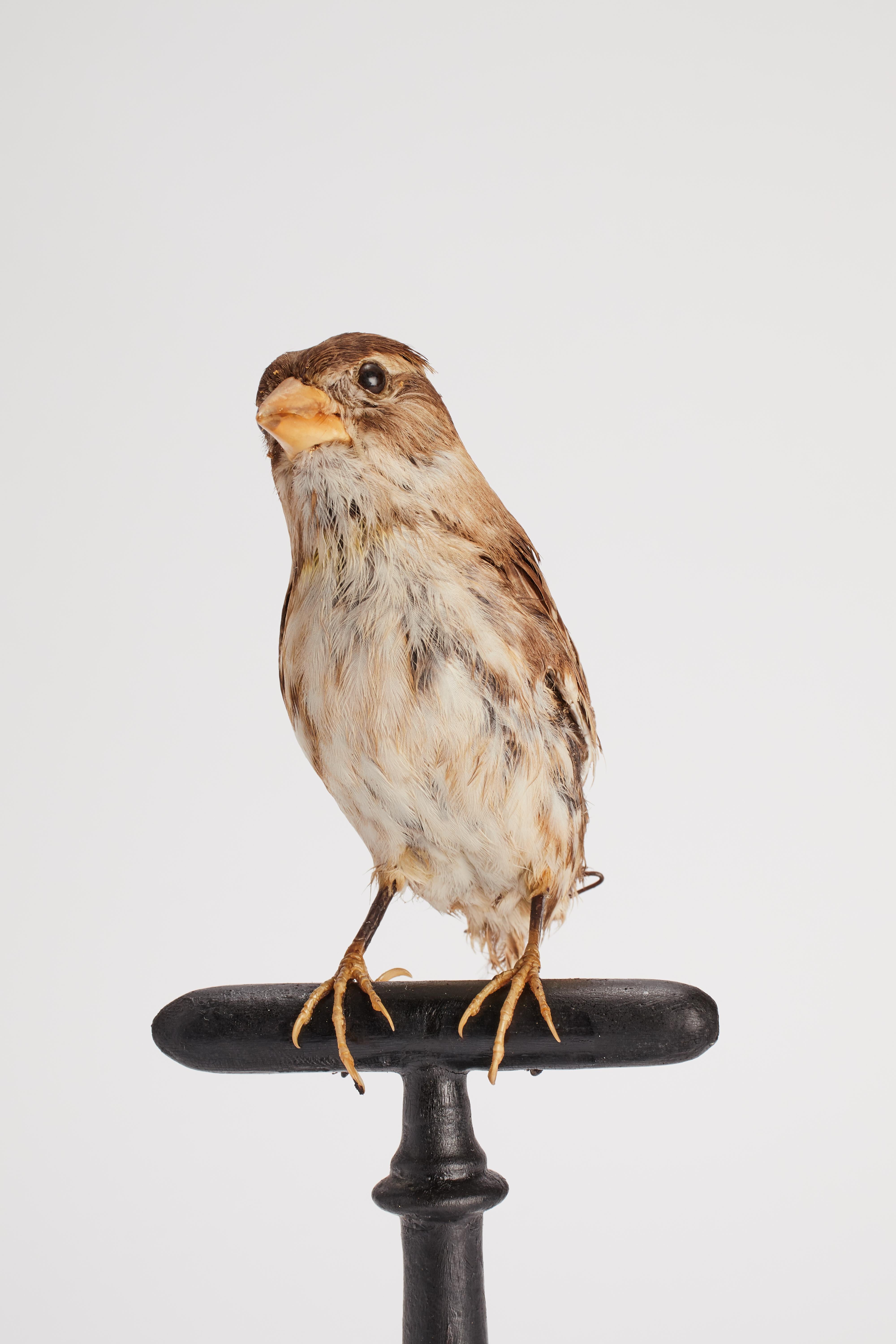 Stuffed bird for natural history cabinet, an house sparrow, Italy 1880. In Good Condition For Sale In Milan, IT
