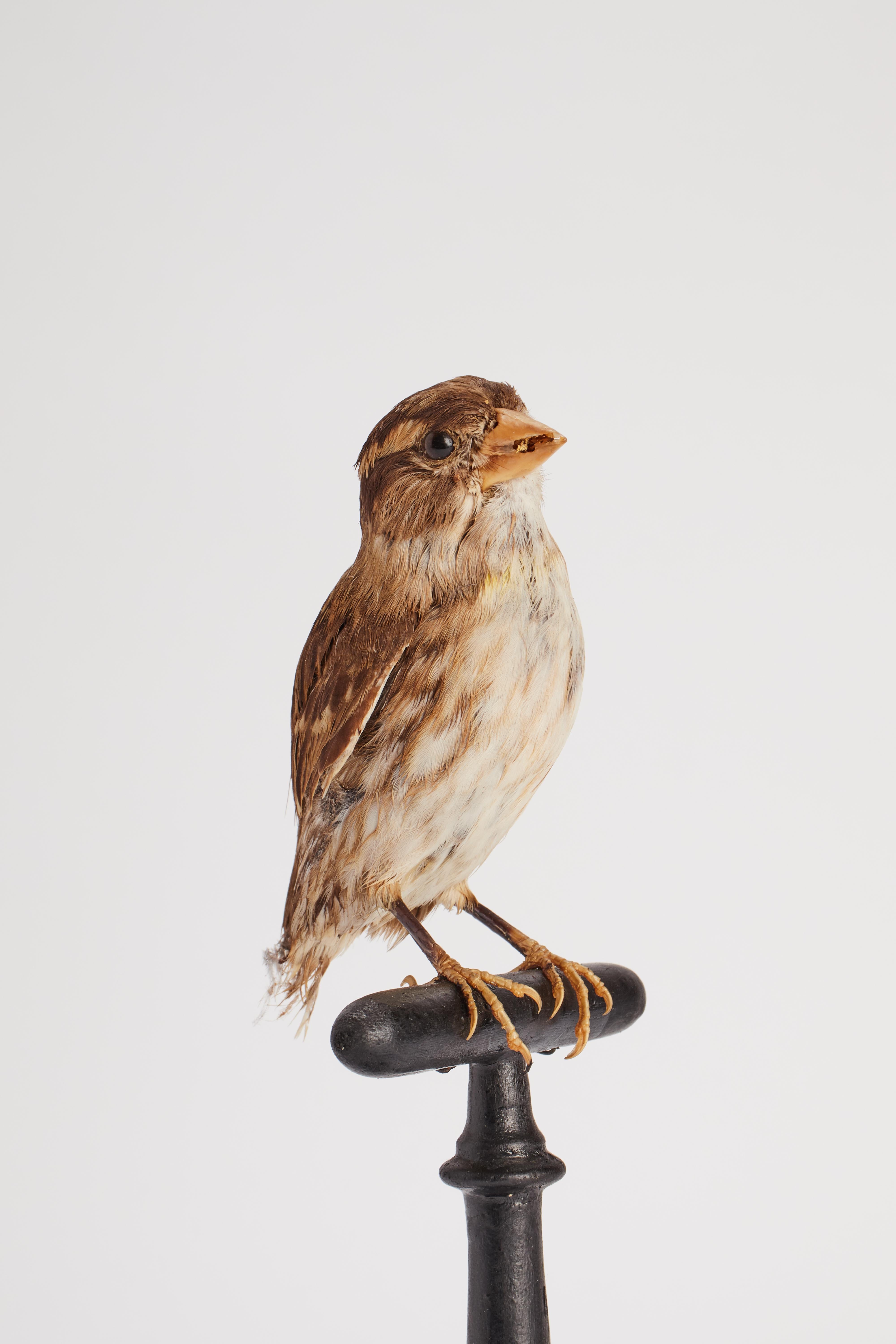 19th Century Stuffed bird for natural history cabinet, an house sparrow, Italy 1880. For Sale