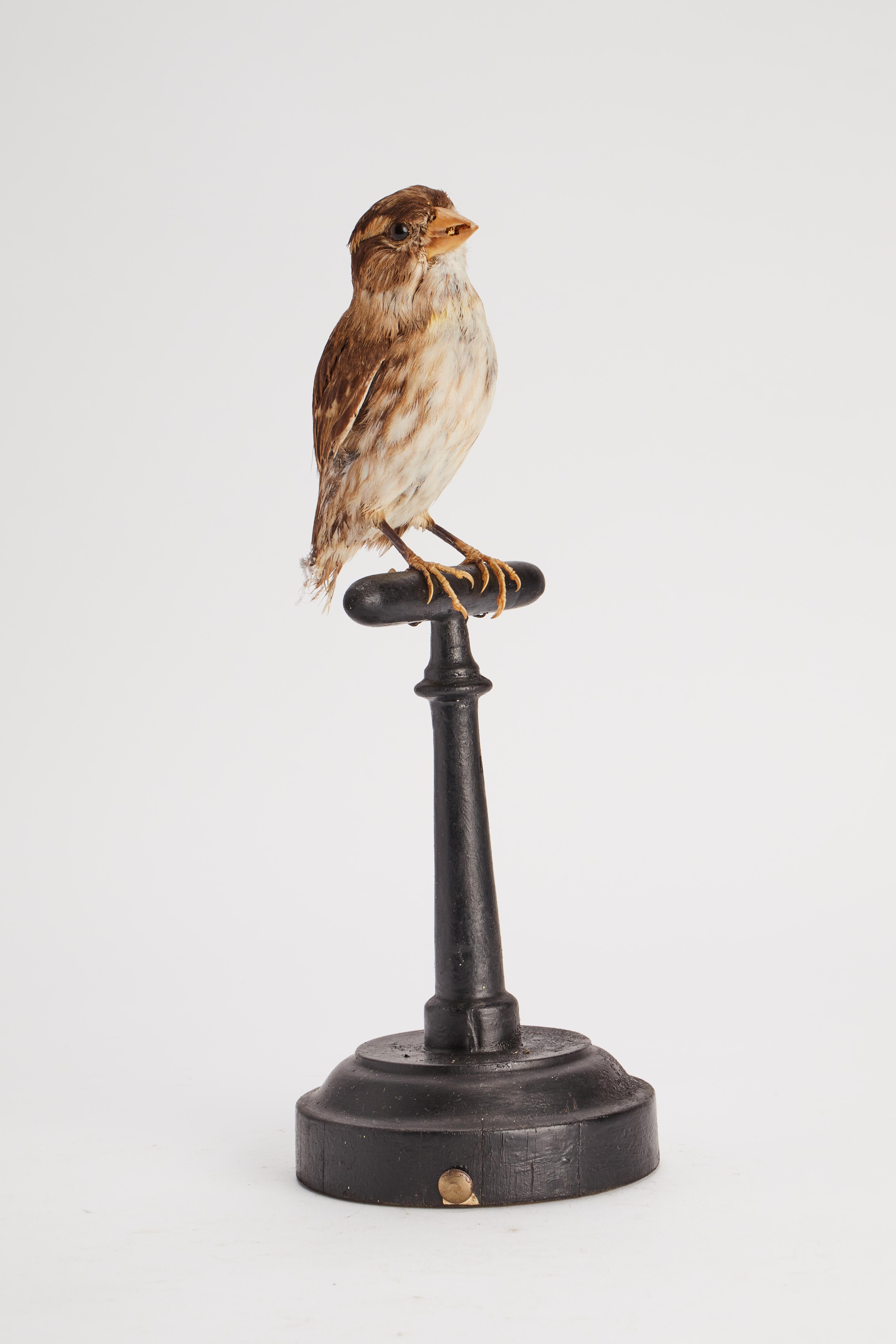 Wood Stuffed bird for natural history cabinet, an house sparrow, Italy 1880. For Sale