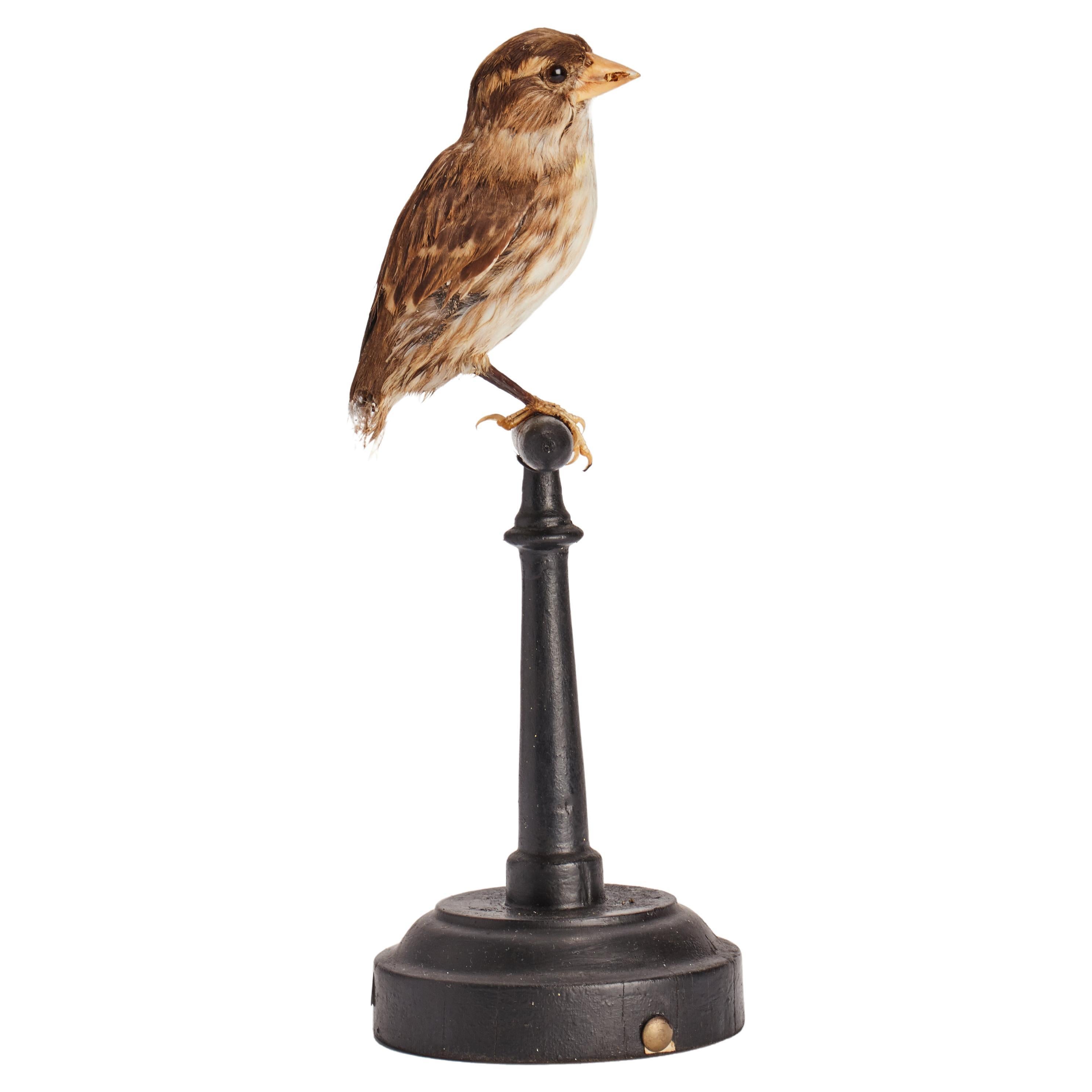 Stuffed bird for natural history cabinet, an house sparrow, Italy 1880. For Sale