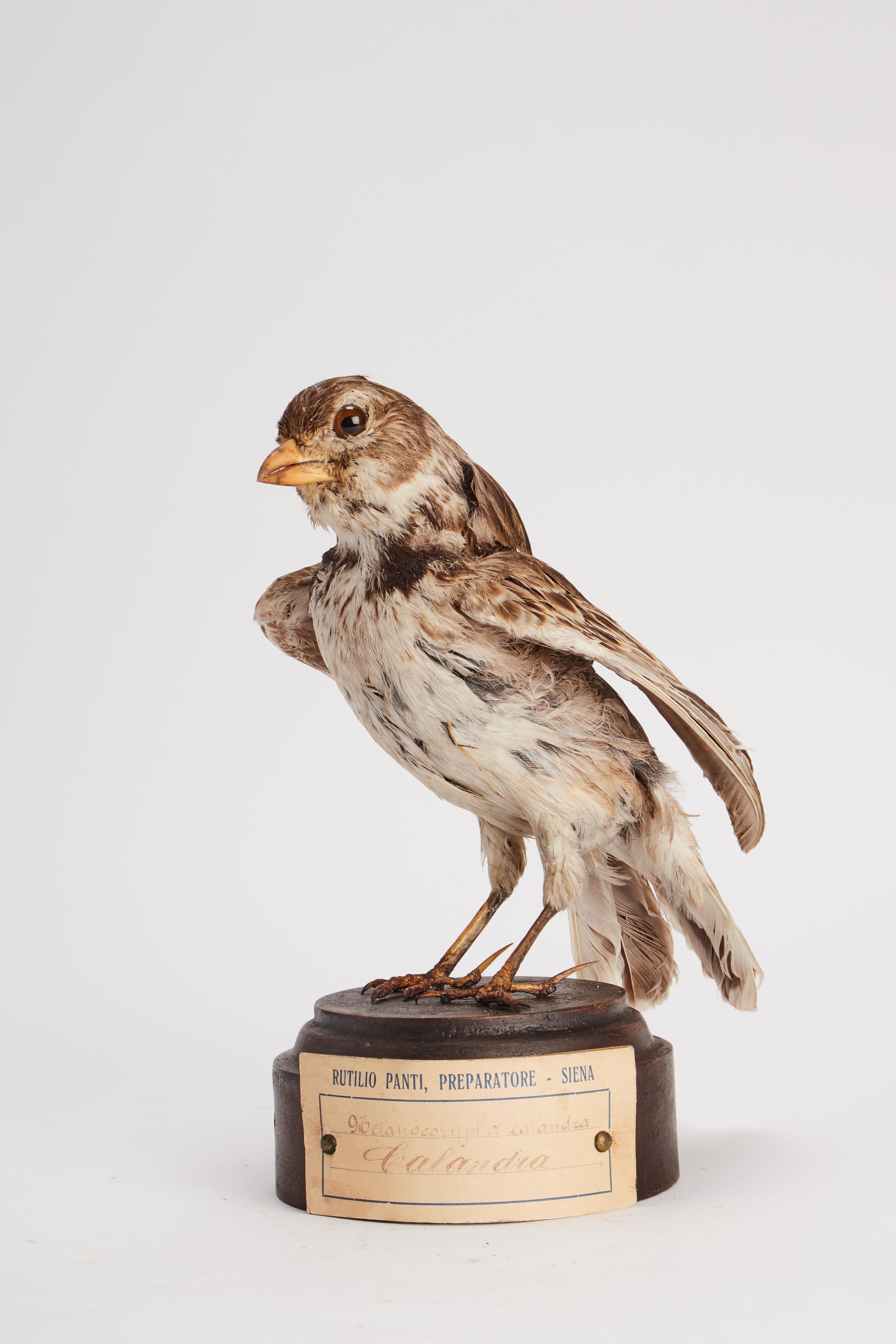 Natural specimen from Wunderkammer: Stuffed bird (Melanocorypha calandra) Calandra Lark, mounted on a wooden base with cartouche. Specimen for laboratory and Natural history cabinet. S. Brogi Naturalista. Siena, Italy circa 1880.