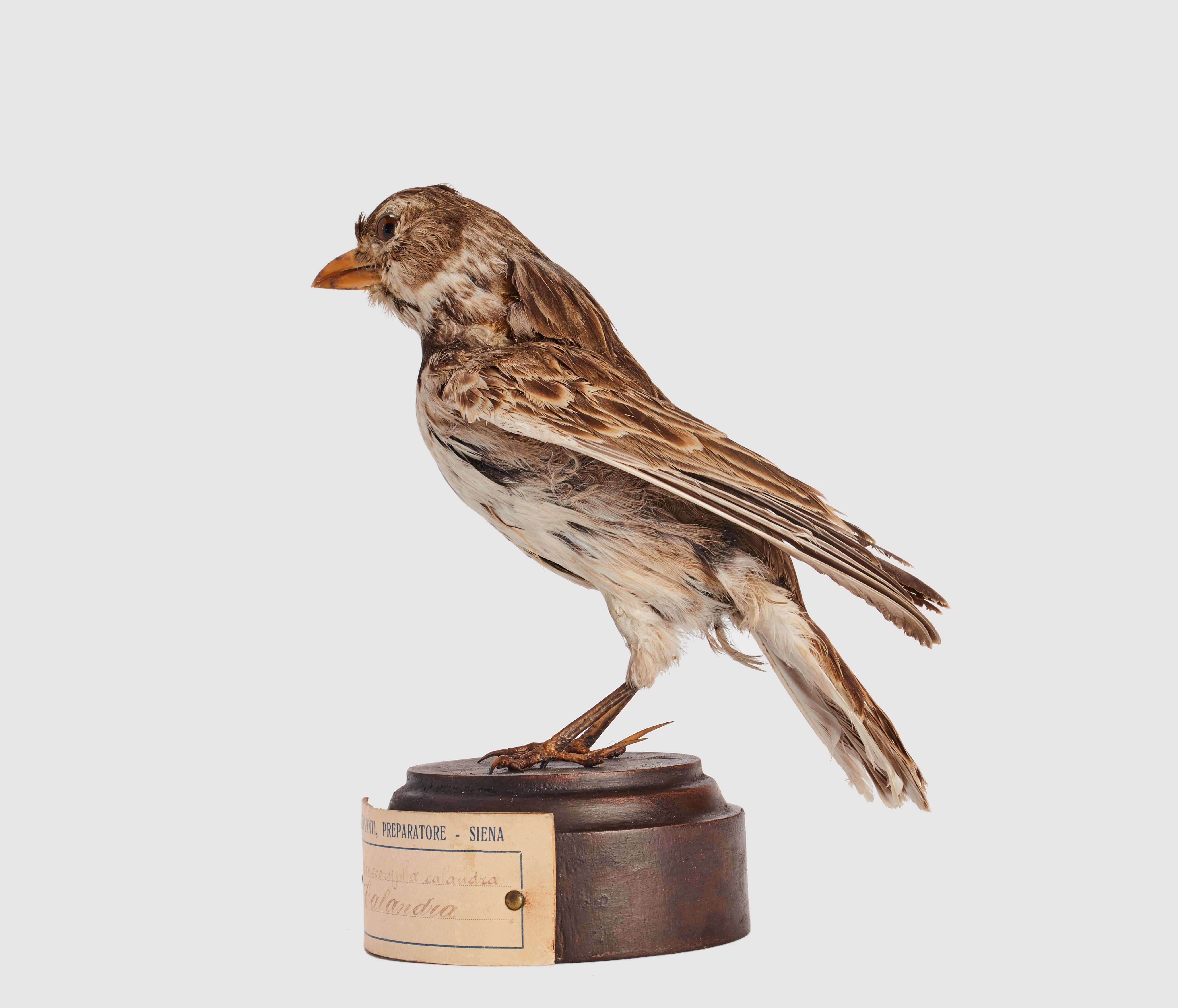 Italian Stuffed bird for natural history cabinet, Calandra Lark, Italia 1880. For Sale