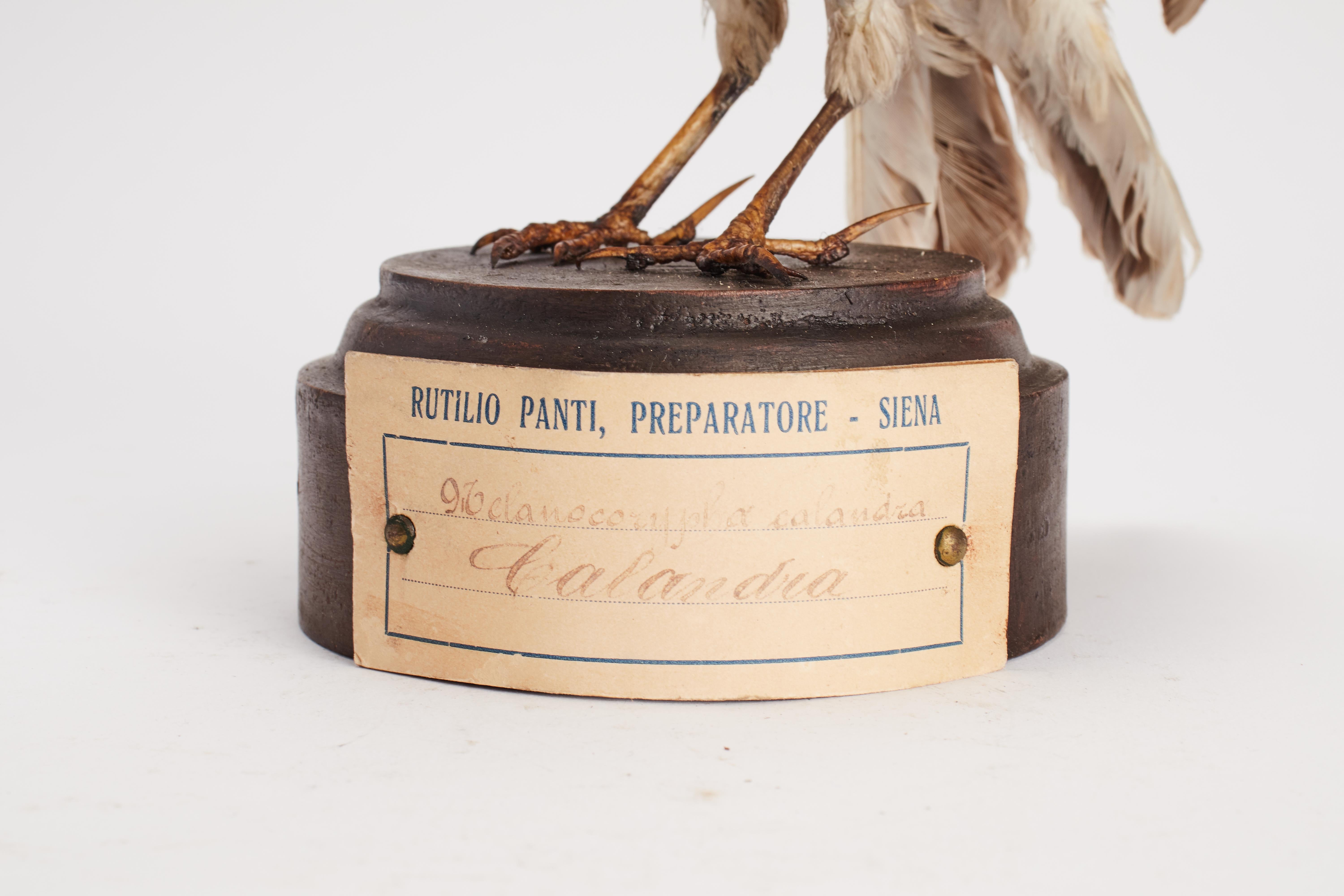 Stuffed bird for natural history cabinet, Calandra Lark, Italia 1880. In Good Condition For Sale In Milan, IT