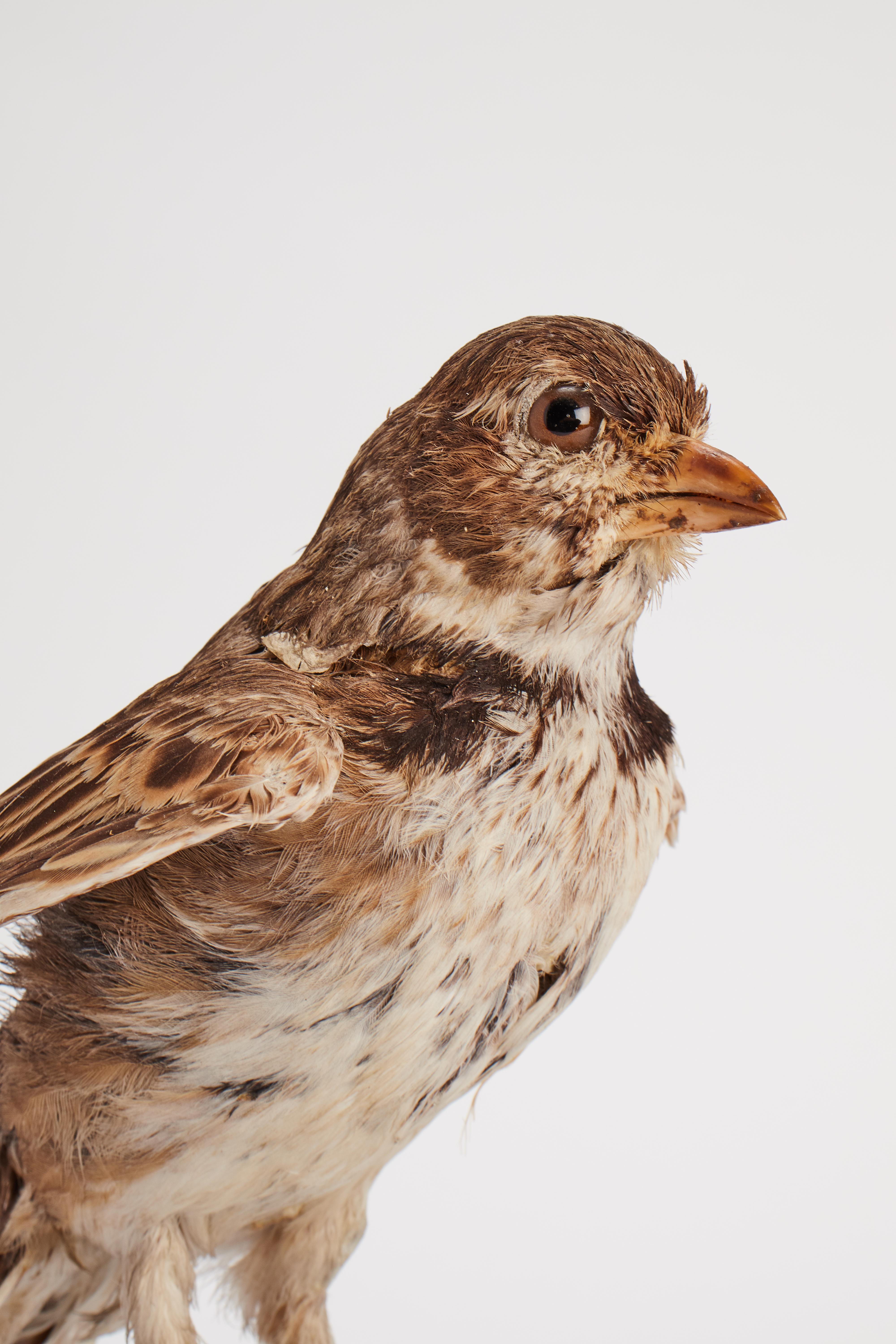 Wood Stuffed bird for natural history cabinet, Calandra Lark, Italia 1880. For Sale