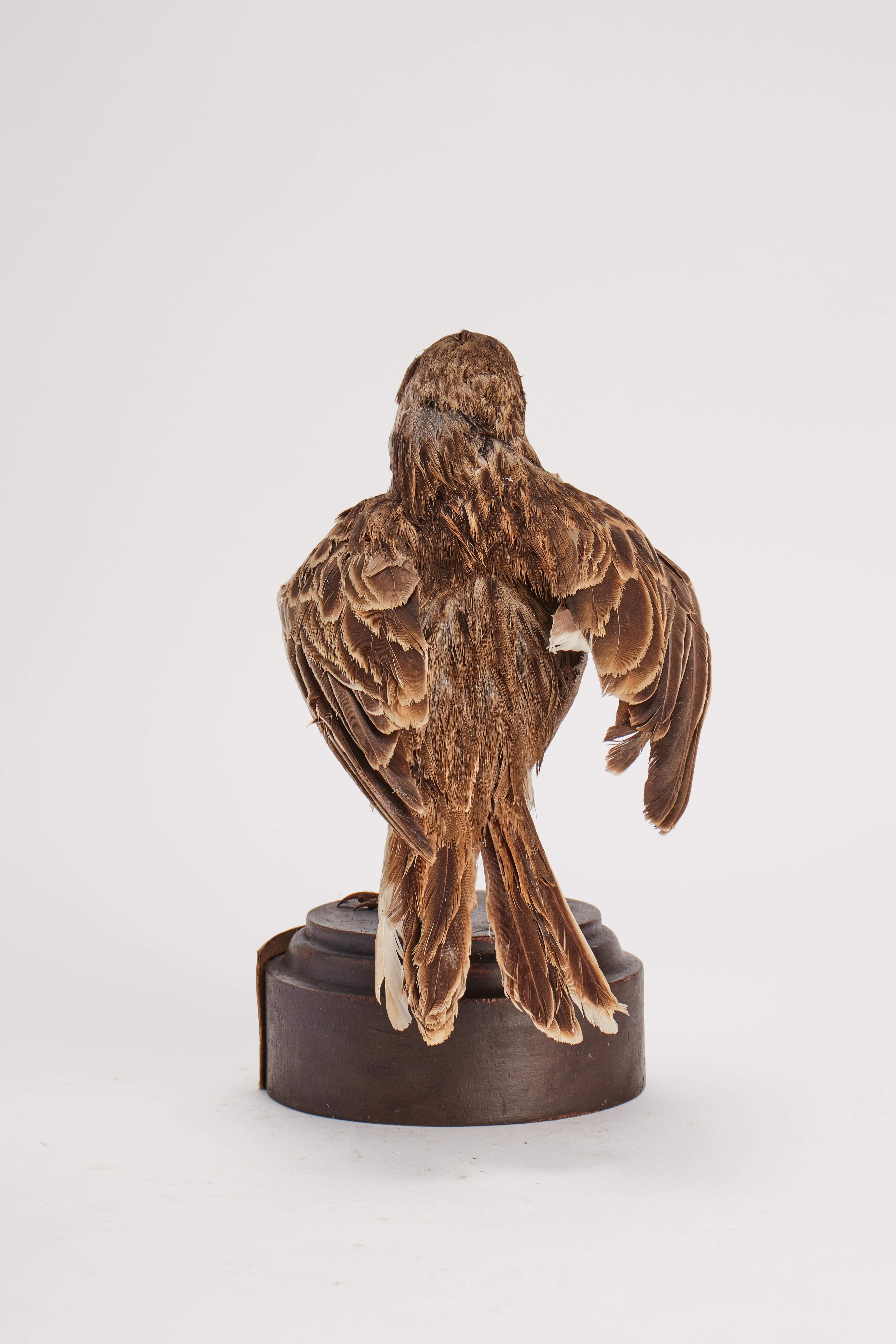 Stuffed bird for natural history cabinet, Calandra Lark, Italia 1880. For Sale 1
