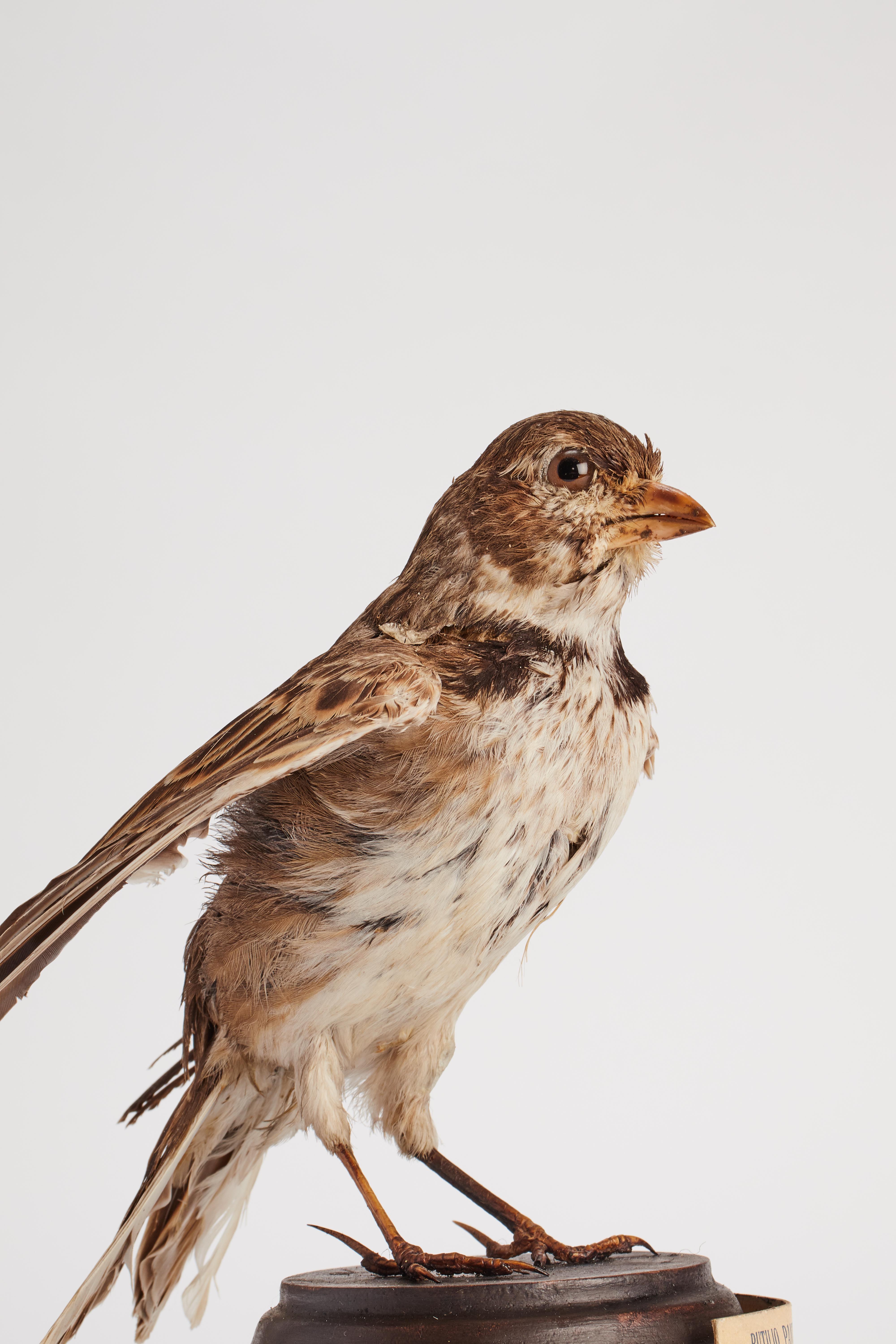 Stuffed bird for natural history cabinet, Calandra Lark, Italia 1880. For Sale 2