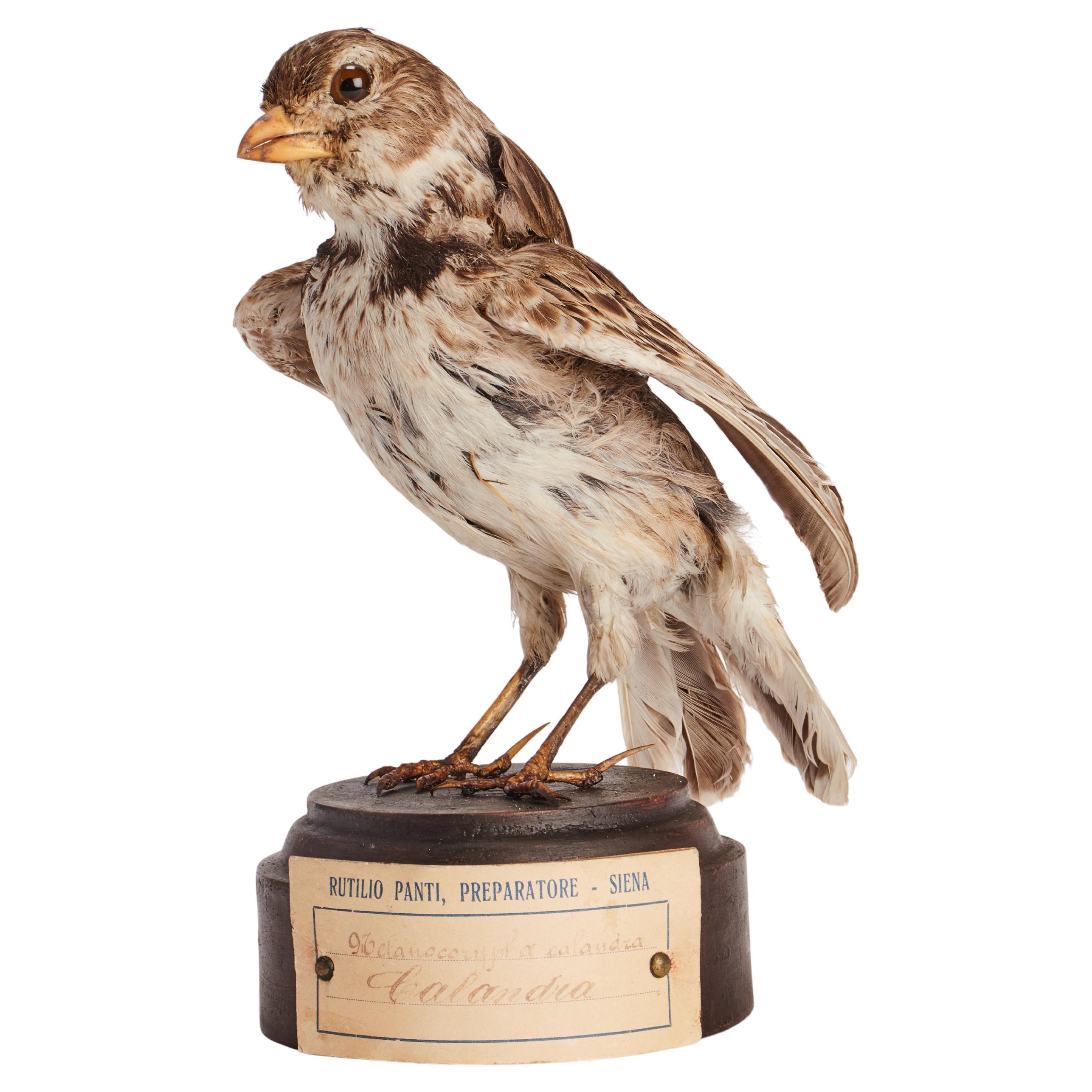 Stuffed bird for natural history cabinet, Calandra Lark, Italia 1880. For Sale