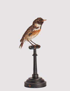 Stuffed bird for natural history cabinet, Domestic Sparrow, Italy 1880.