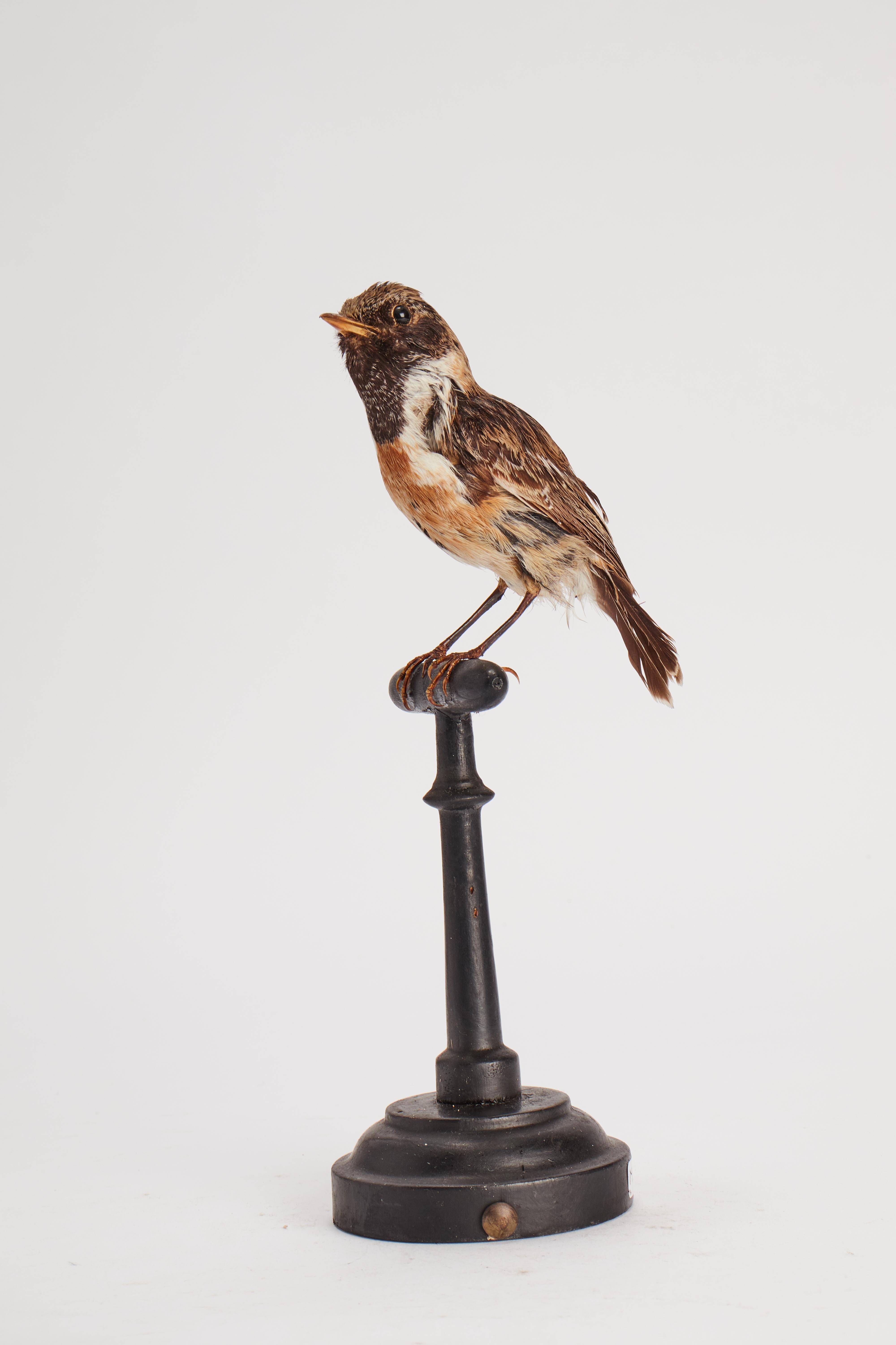 Stuffed bird for natural history cabinet, Domestic Sparrow, Italy 1880. In Good Condition For Sale In Milan, IT