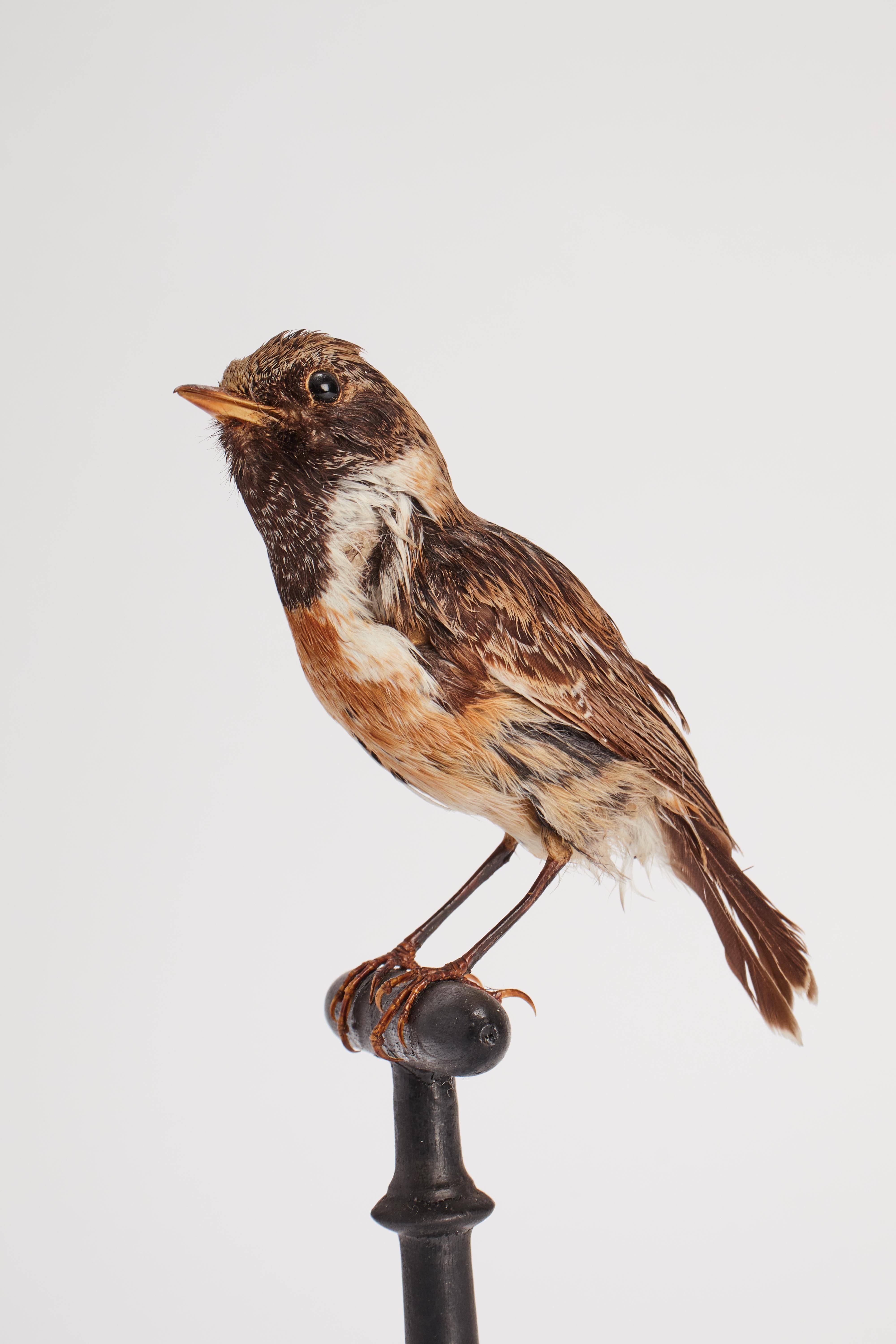 19th Century Stuffed bird for natural history cabinet, Domestic Sparrow, Italy 1880. For Sale