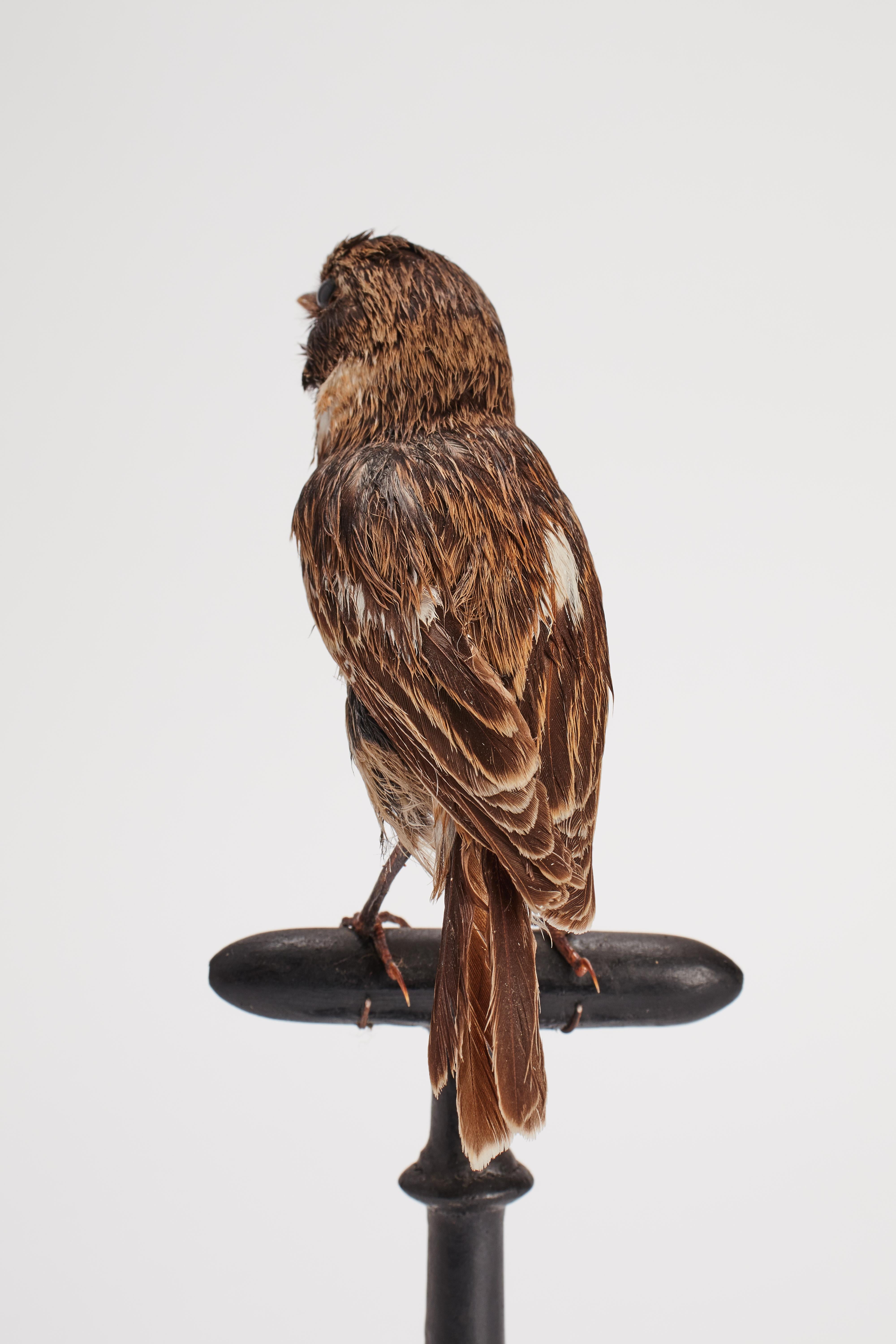 Wood Stuffed bird for natural history cabinet, Domestic Sparrow, Italy 1880. For Sale