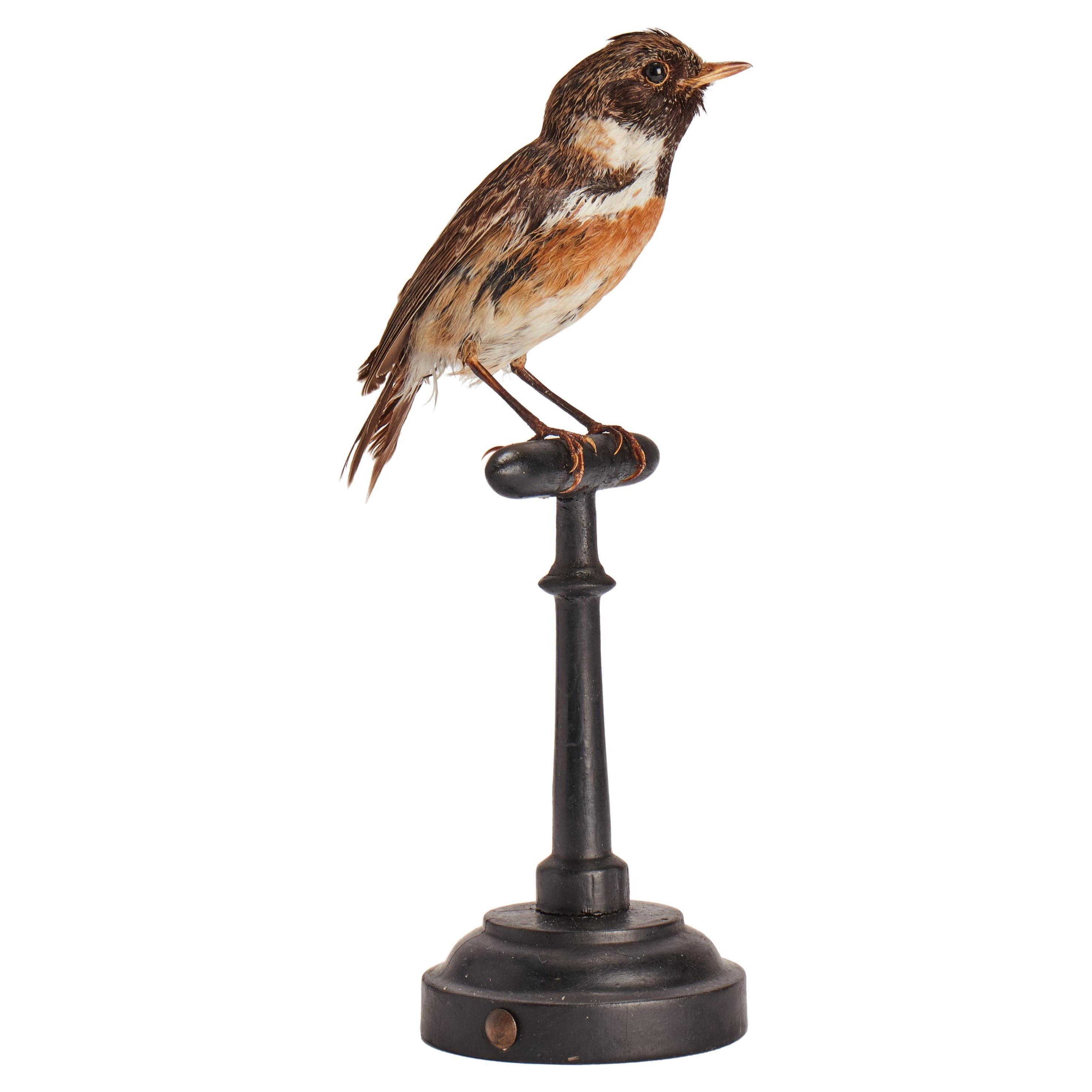 Stuffed bird for natural history cabinet, Domestic Sparrow, Italy 1880.