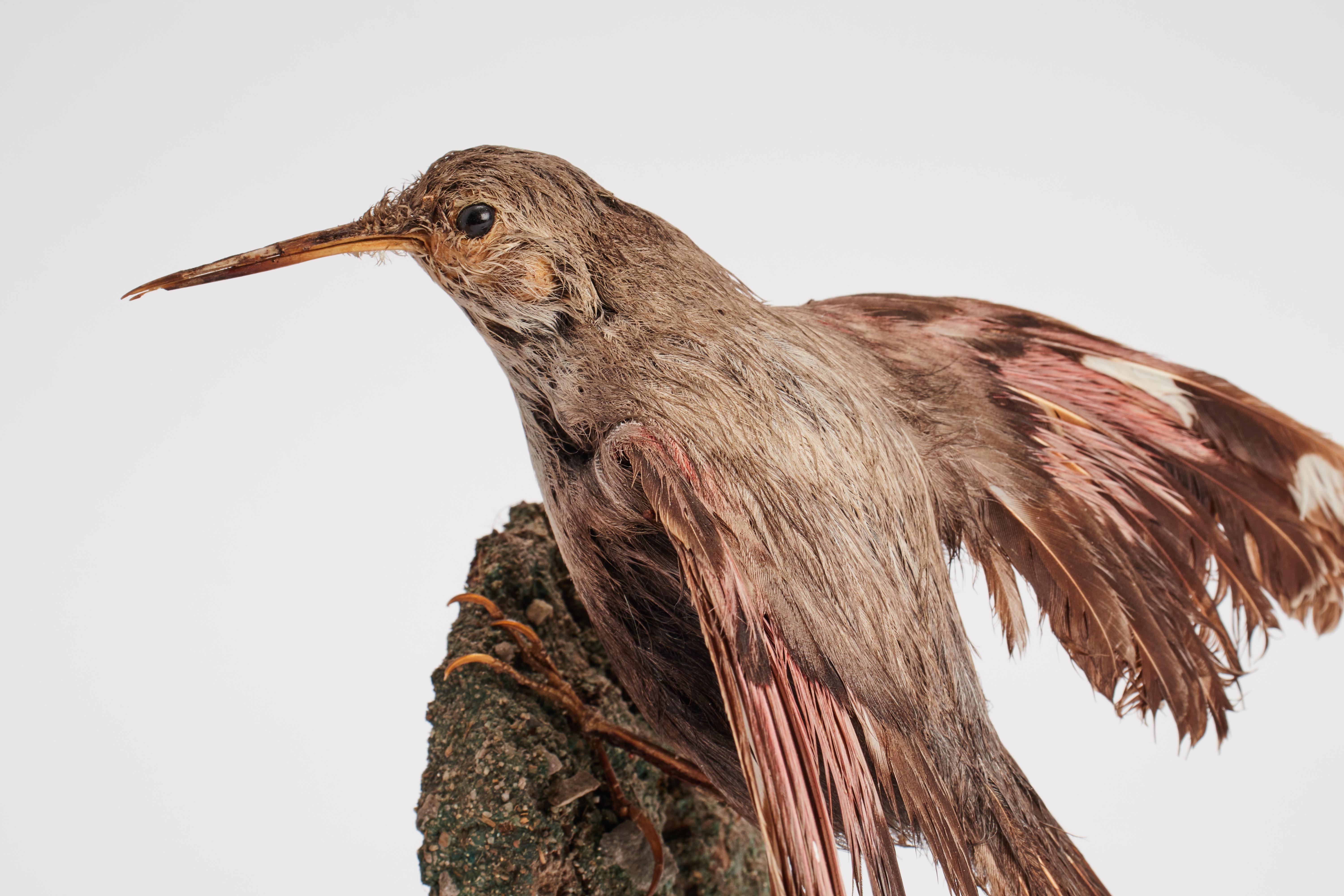 Stuffed Bird for Natural History Cabinet, Italia 1880 In Good Condition In Milan, IT