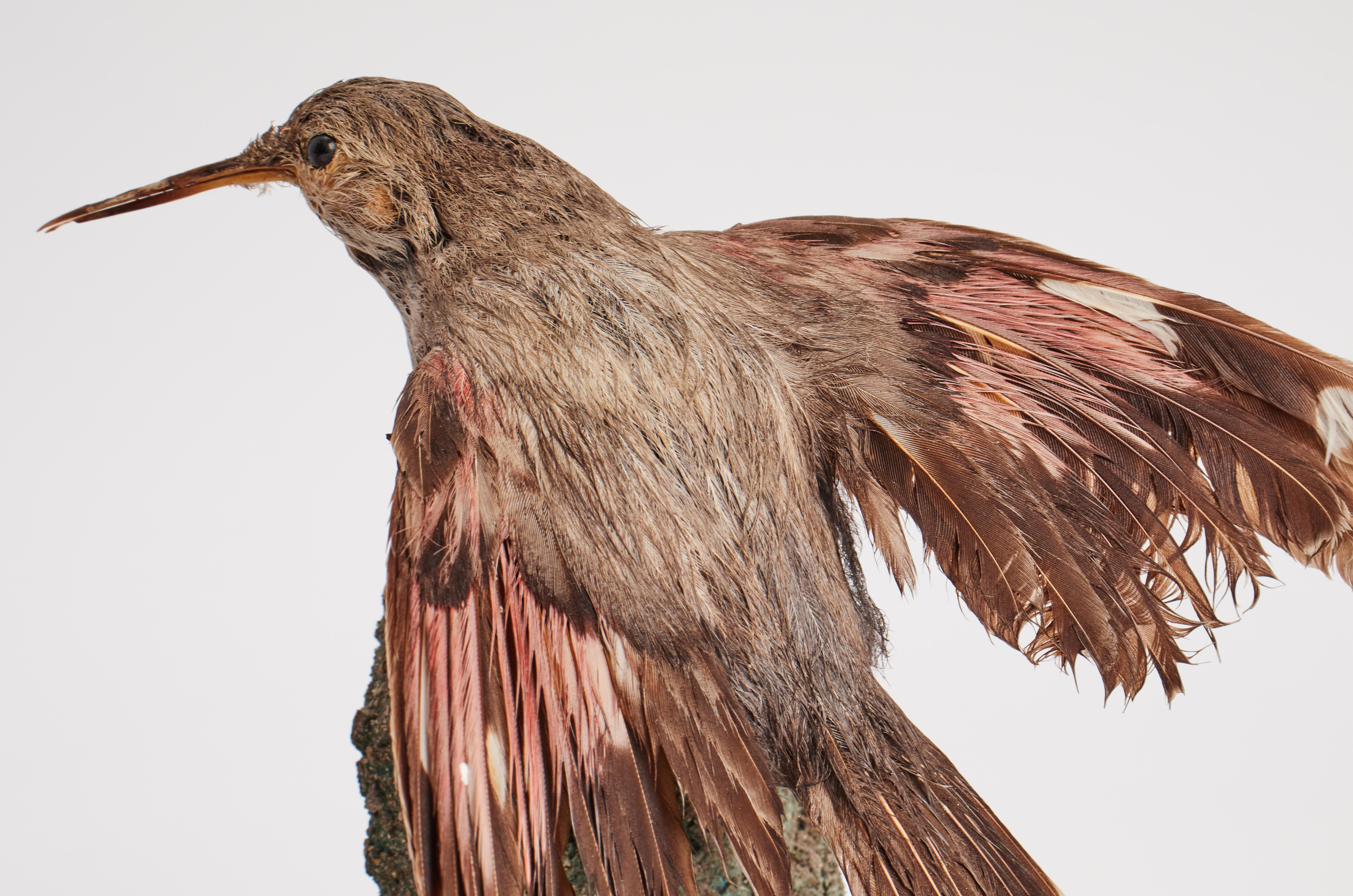 Animal Skin Stuffed Bird for Natural History Cabinet, Italia 1880