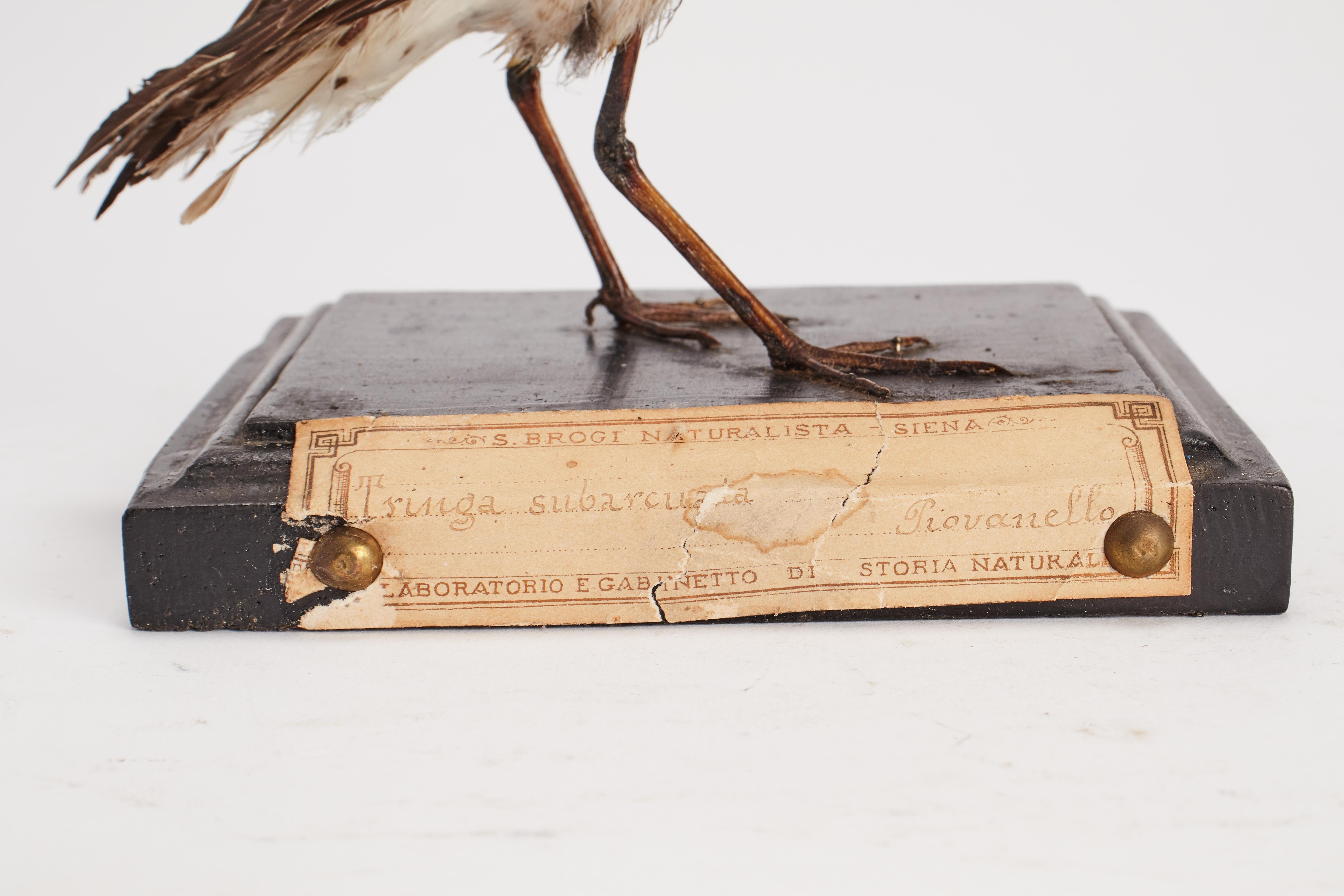 Natural specimen from Wunderkammer Stuffed bird Sandpiper (Tringa subarcuata) mounted on a wooden base with cartouche Specimen for laboratory and Natural history cabinet. S. Brogi Naturalista. Siena, Italy 1880 ca.