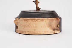 Uccello impagliato per gabinetto di storia naturale, Italia 1880