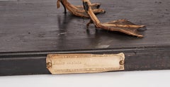 Stuffed Bird for Natural History Cabinet, Italy 1880