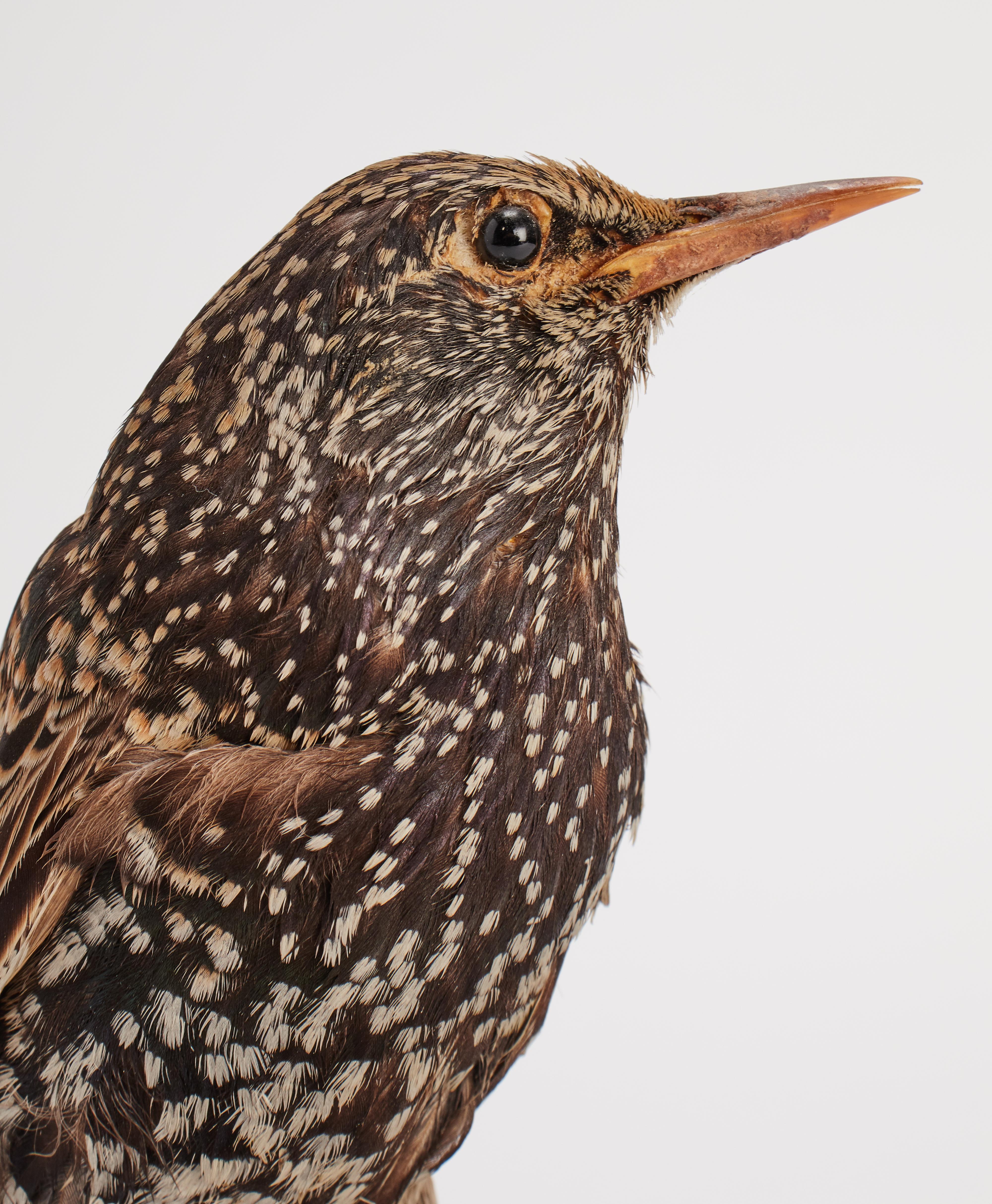 Naturpräparat aus der Wunderkammer Ausgestopfter Vogel (Sturnus vulgaris) Europäischer Star, montiert auf einem Holzsockel mit Kartusche Präparat für Labor und Naturalienschrank. S. Brogi Naturalista. Siena, Italien 1880 ca.