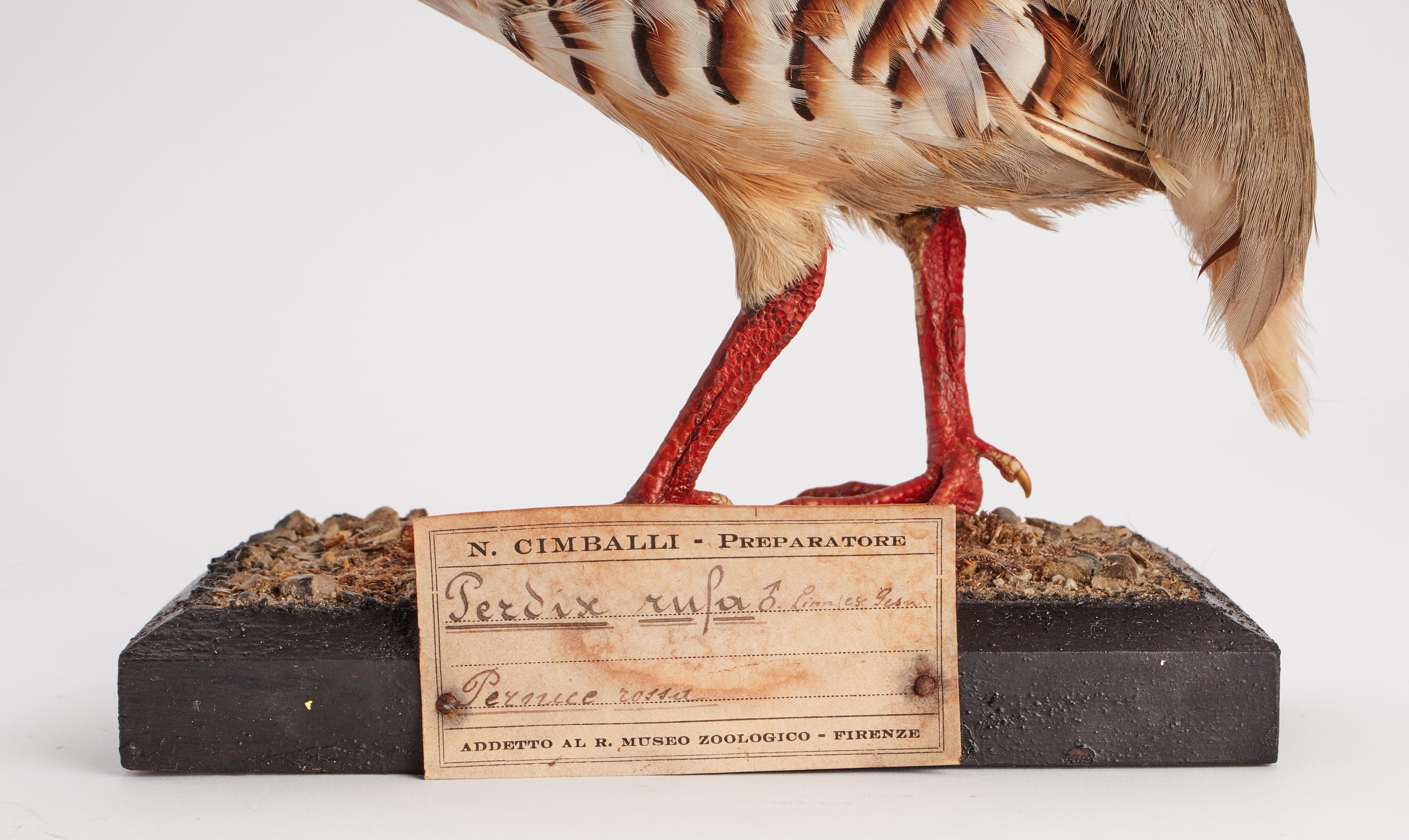 Naturpräparat aus der Wunderkammer Ausgestopfter Vogel (Perdix Rufa) Rotes Rebhuhn montiert auf einem Holzsockel mit Kartusche Präparat für Labor und Naturalienschrank. S. Brogi Naturalista. Siena, Italien 1880 ca.