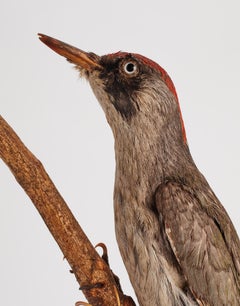 Schrank mit gerafftem Vogel fr Naturgeschichte, Italien, 1880
