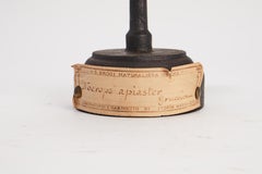 Stuffed Bird for Natural History Cabinet, Italy 1880