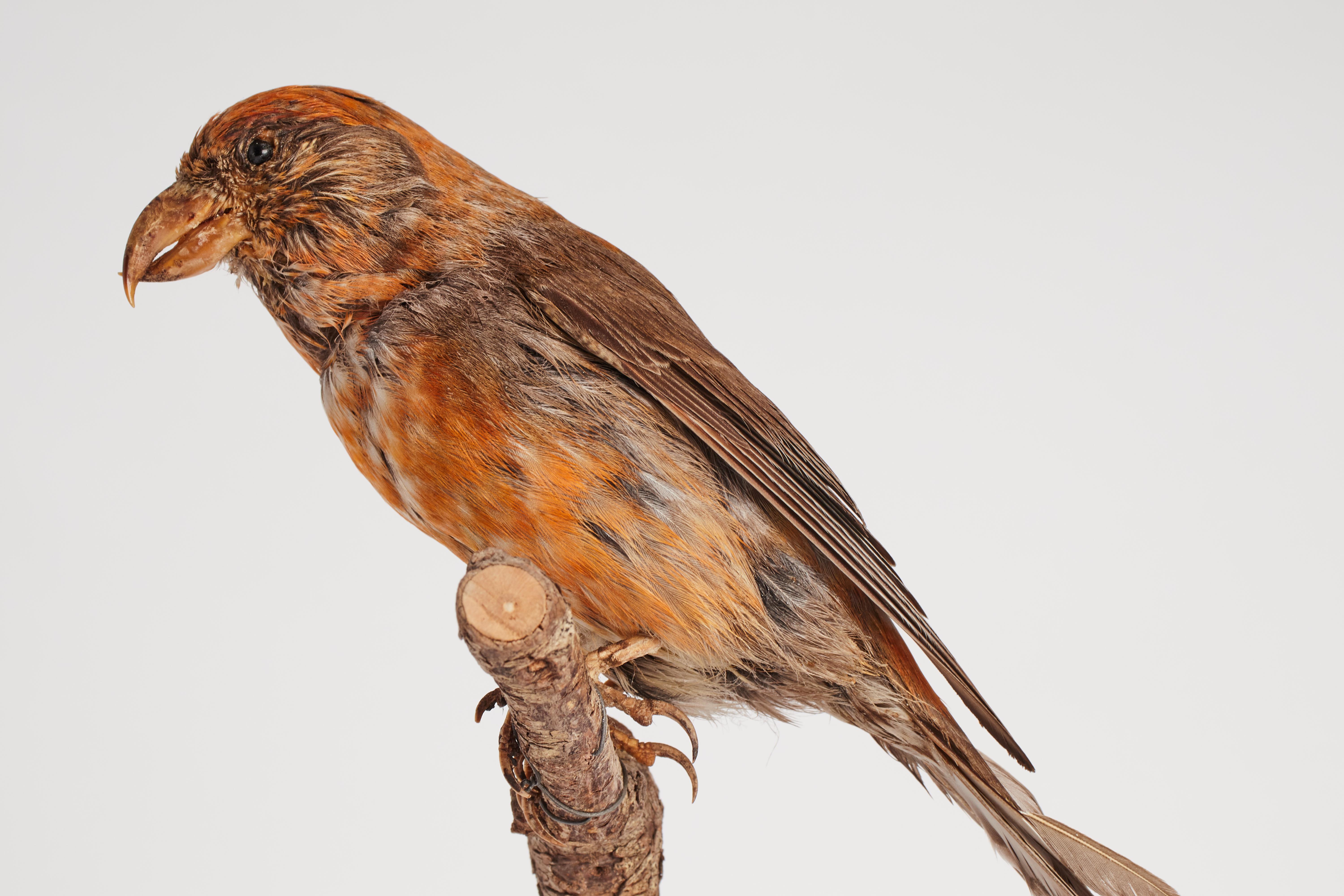 Natural specimen from Wunderkammer Stuffed bird Red crossbill (Loxia Curvirostra) mounted on a wooden base with cartouche Specimen for laboratory and Natural history cabinet. S. Brogi Naturalista. Siena, Italy 1880 ca.