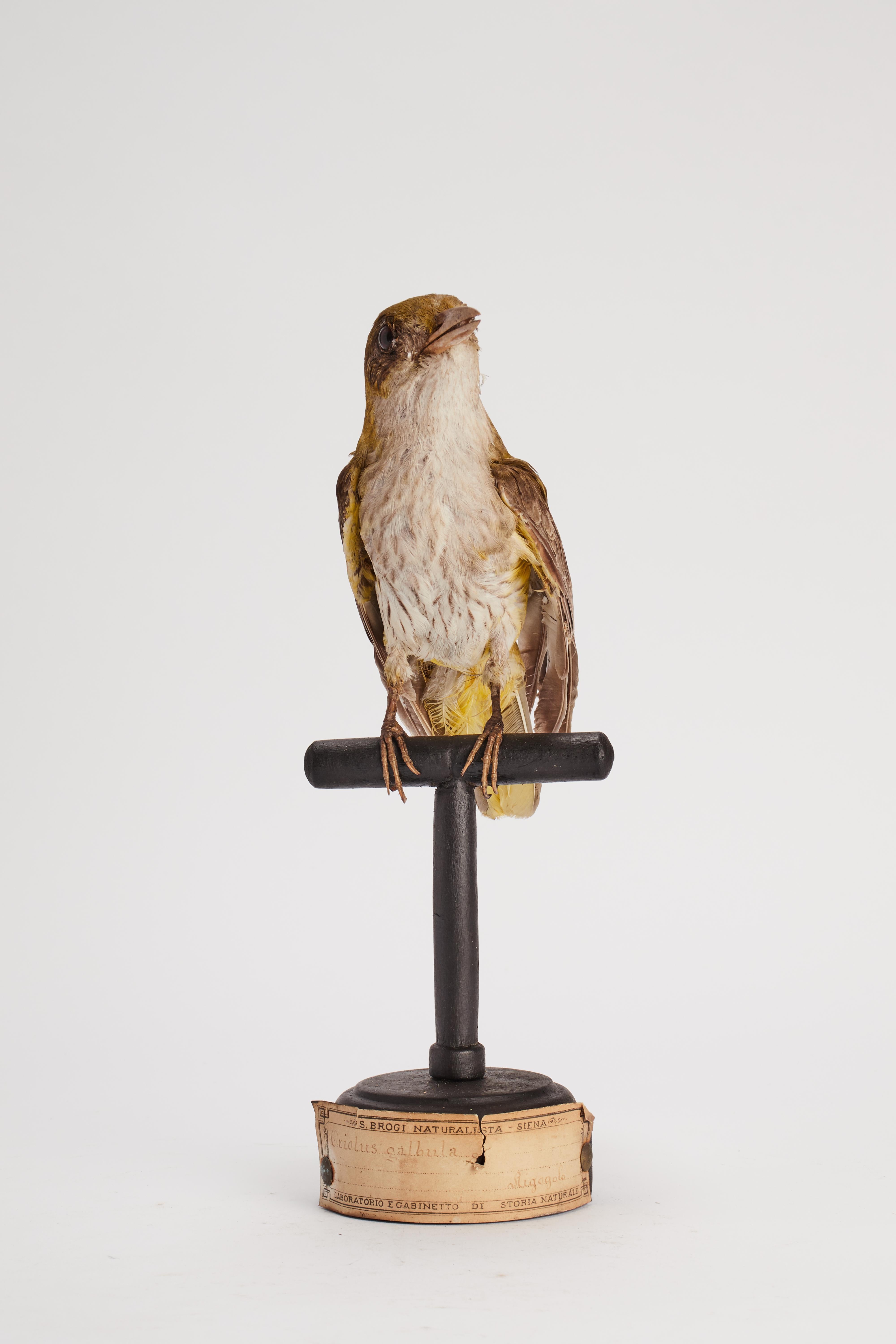 Natural specimen from Wunderkammer Stuffed bird (Icterus galbula) Baltimore jaundice on a wooden base with cartouche Specimen for laboratory and Natural history cabinet. S. Brogi Naturalista. Siena, Italy 1880 ca.