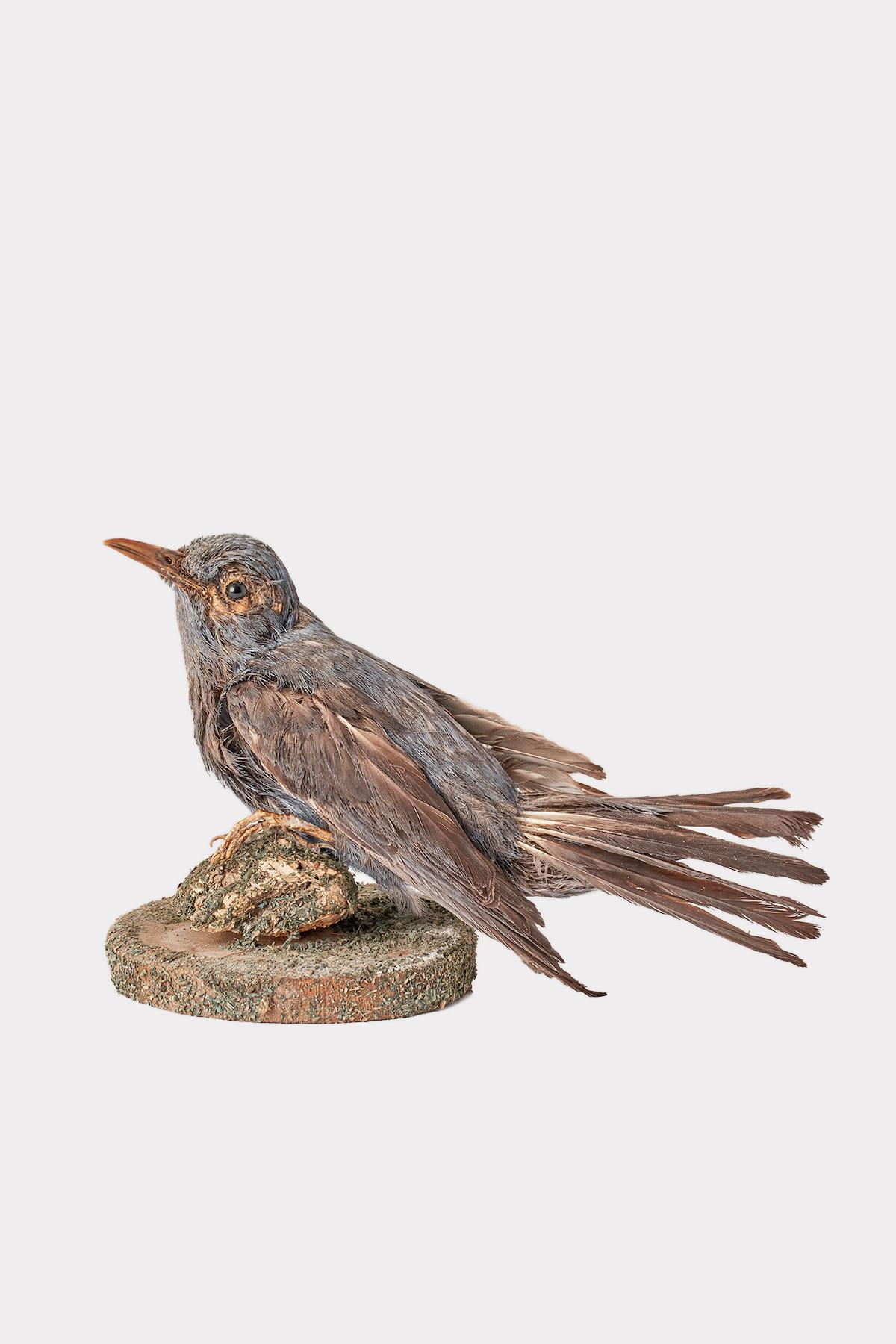 Natural specimen from Wunderkammer Stuffed bird Eastern Blue bird (Sialia sialis) mounted on a wooden base with cartouche Specimen for laboratory and Natural history cabinet. S. Brogi Naturalista. Siena, Italy 1880 ca.