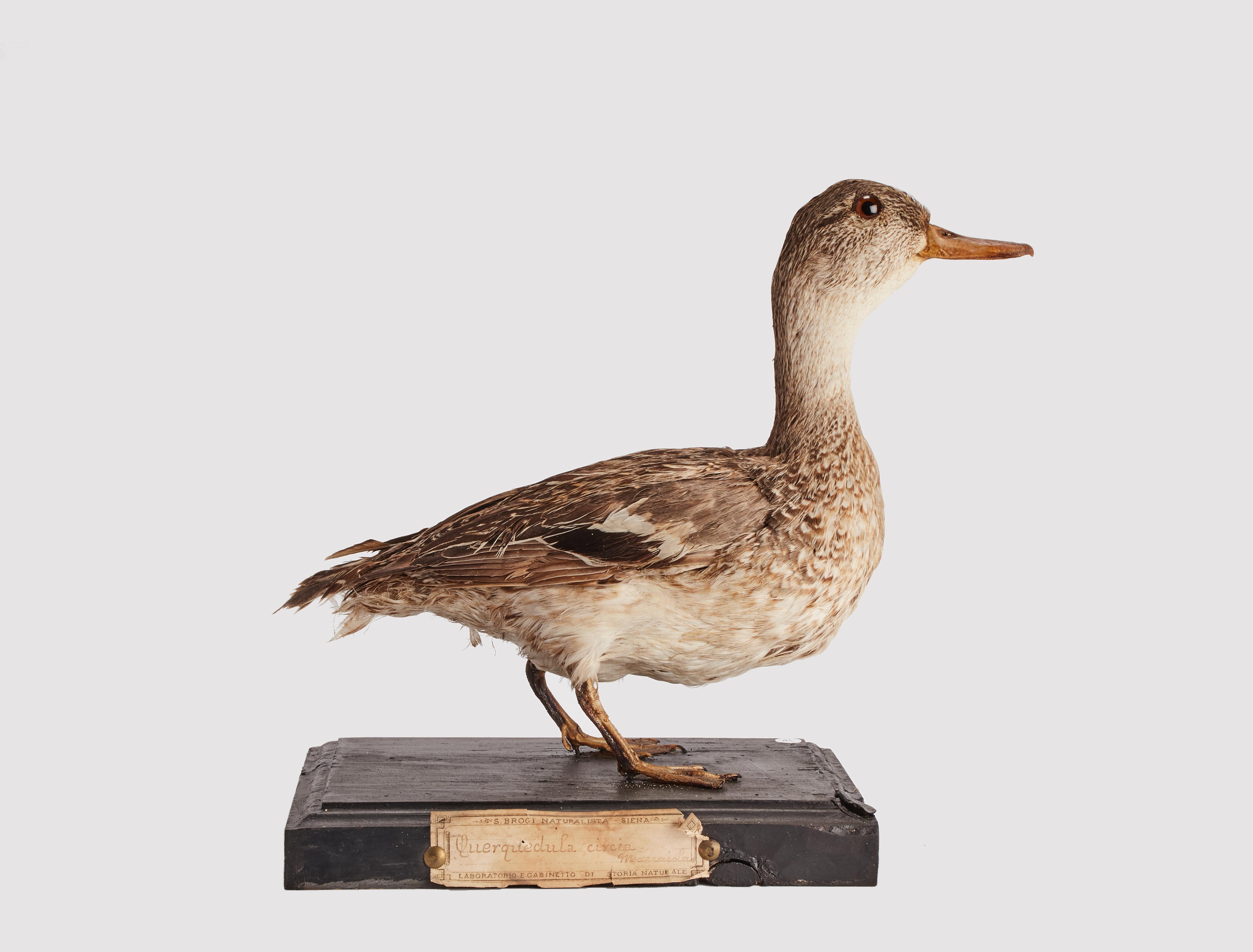 Natural specimen from Wunderkammer Stuffed bird (Anas querquedula)  Garganey  mounted on a wooden base with cartouche Specimen for laboratory and Natural history cabinet. S. Brogi Naturalista. Siena, Italy 1880 ca.
