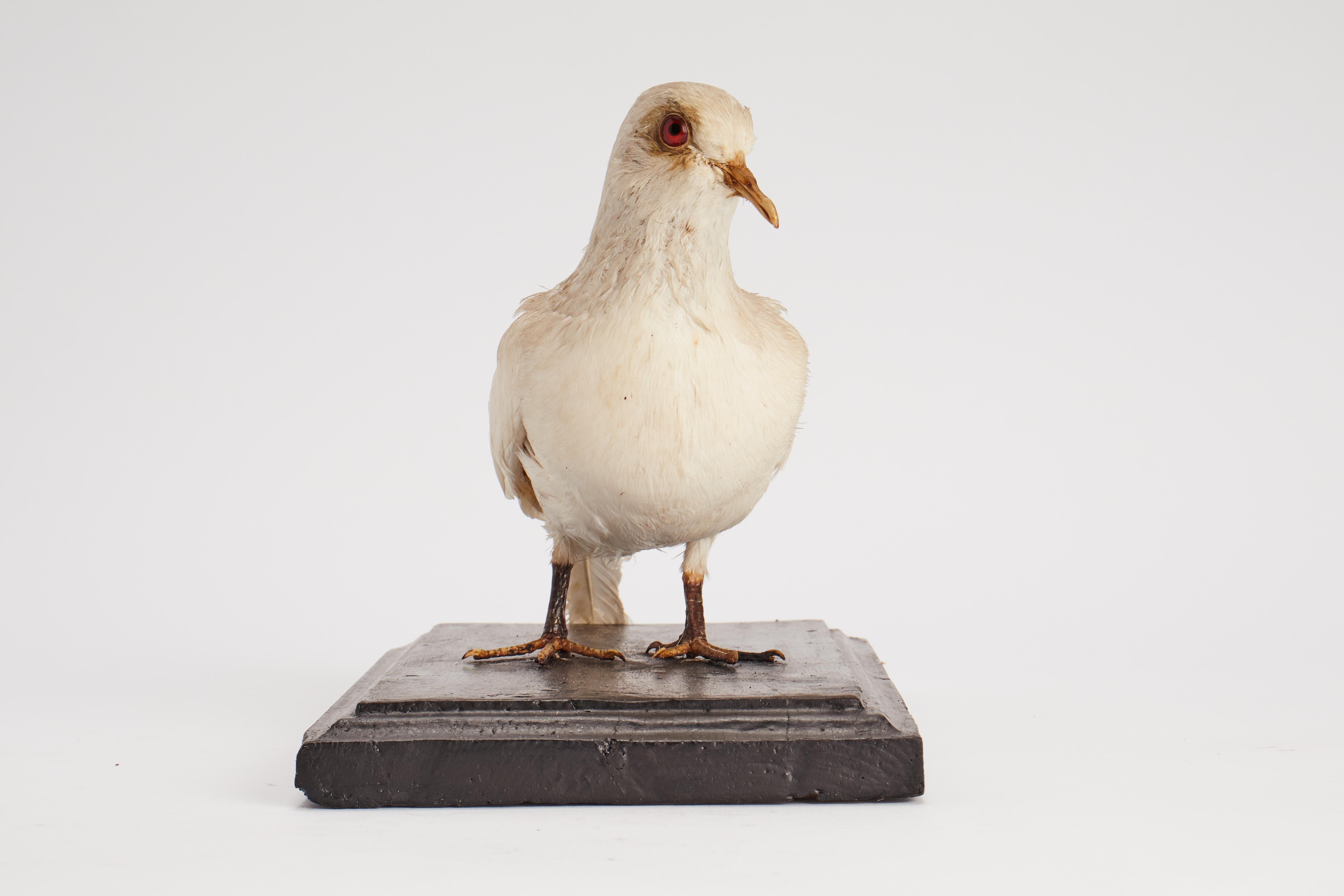 Schrank mit gerafftem Vogel für Naturgeschichte, Italien, 1880 (Italienisch) im Angebot