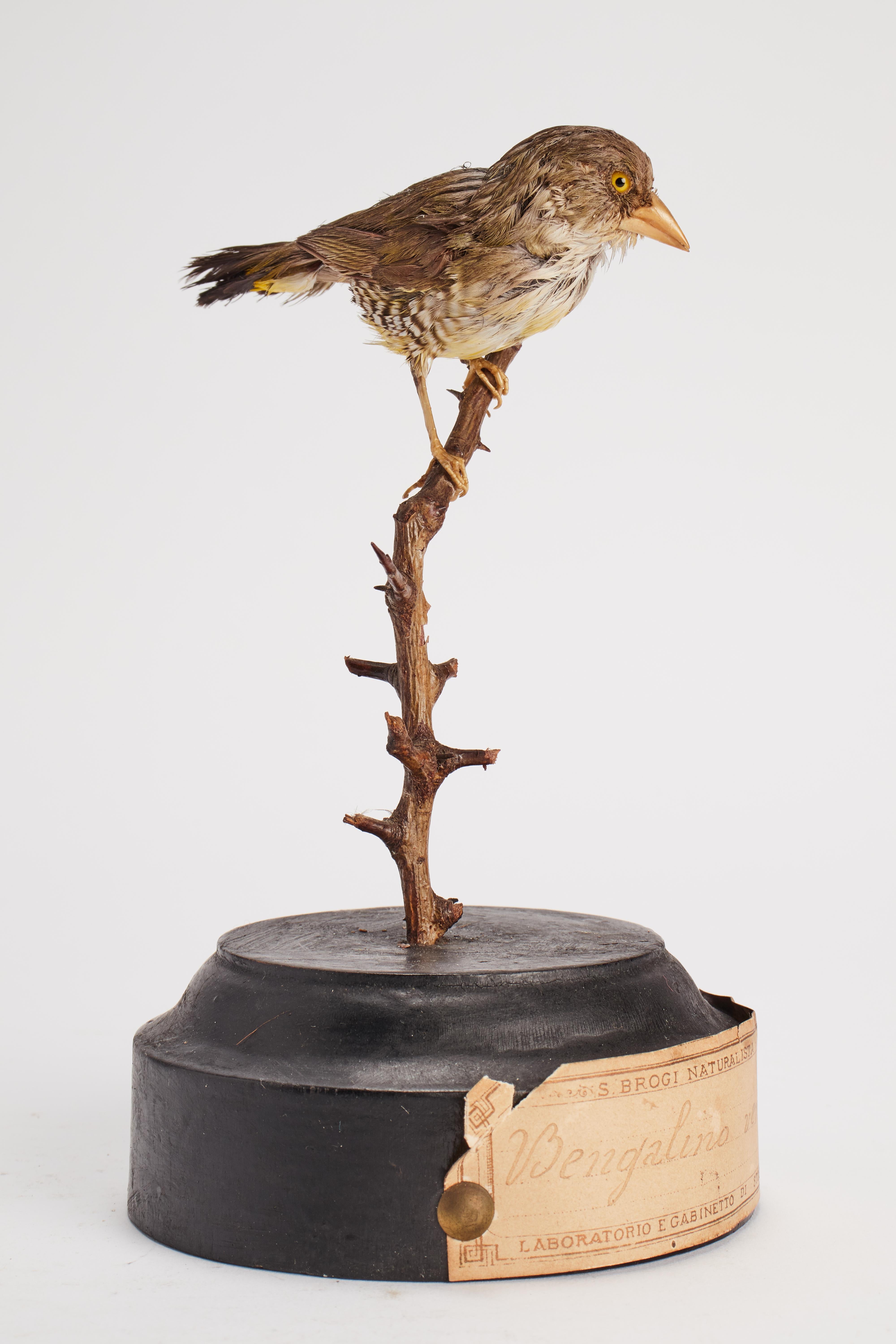 Italian Stuffed Bird for Natural History Cabinet, Italy 1880 For Sale